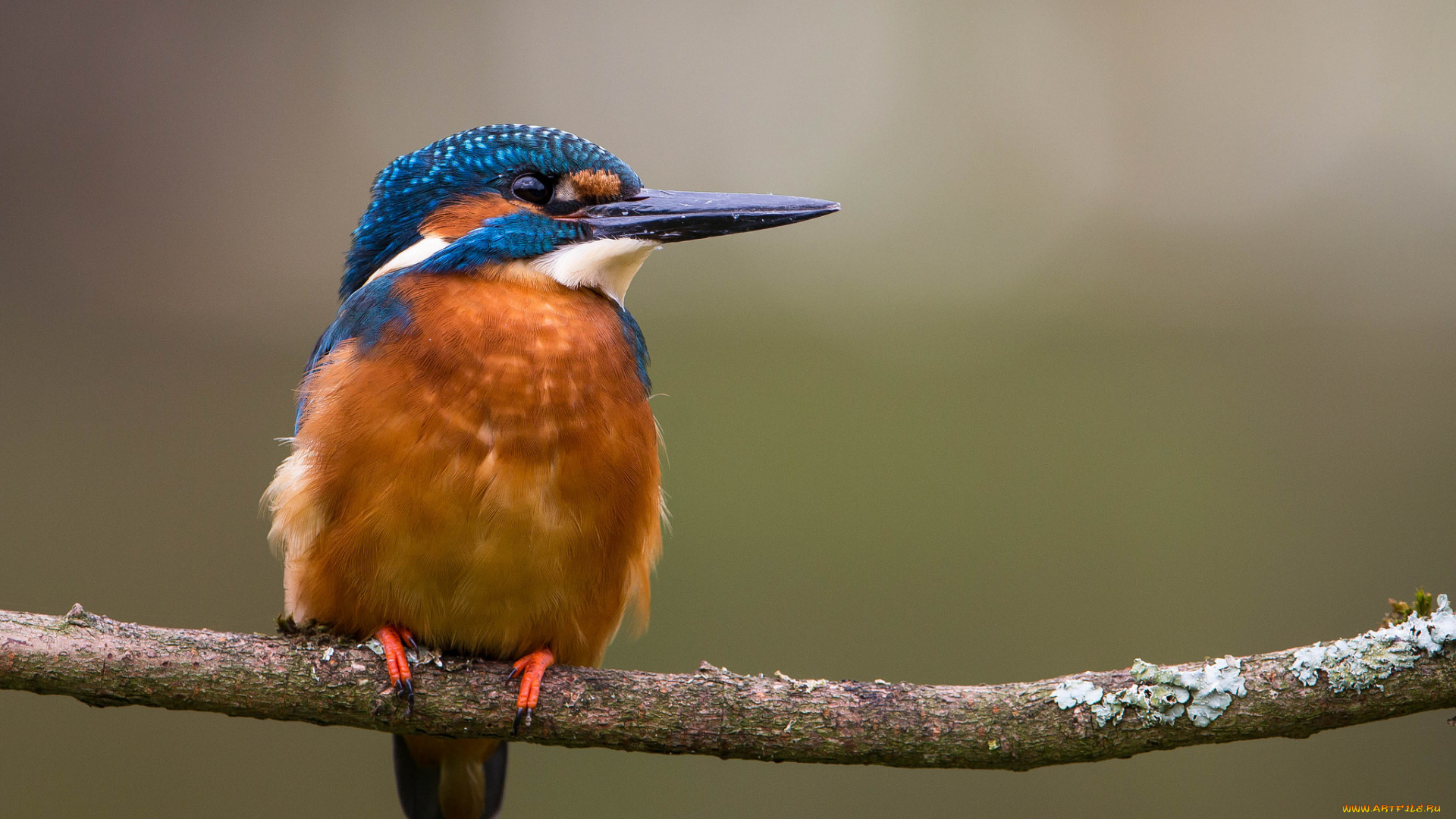 животные, зимородки, рыболов