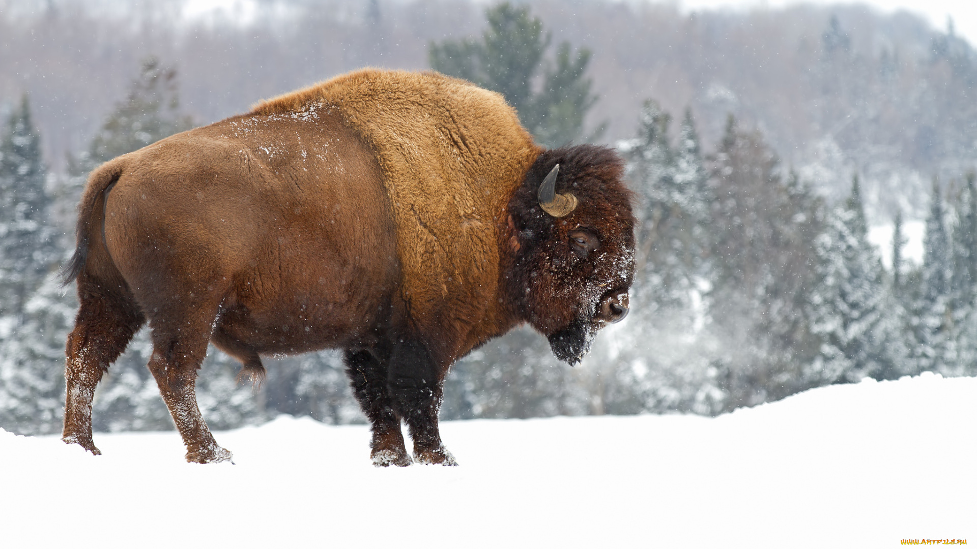 животные, зубры, , бизоны, зубр