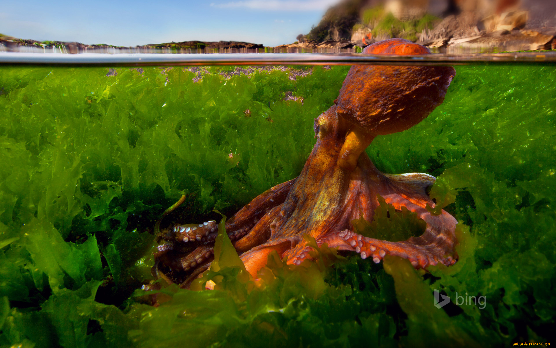 животные, морская, фауна, осьминог, средиземное, море, щупальца, вода, водоросли