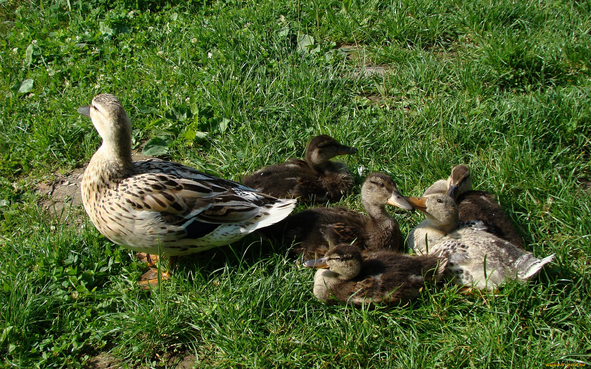 животные, утки, трава, луг, утка, утята