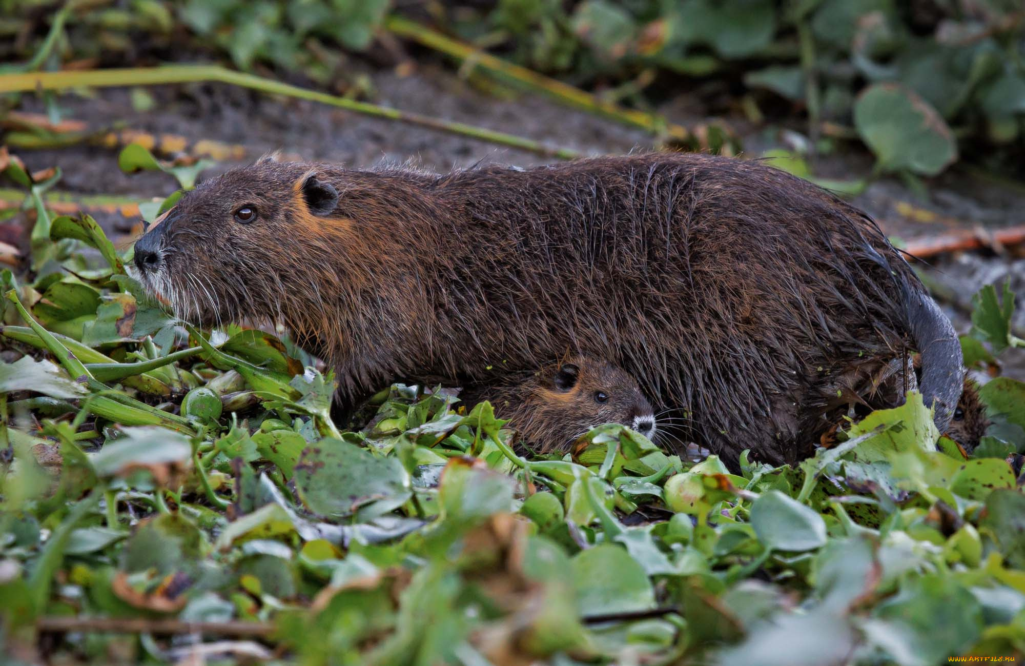 животные, капибары, мама, малыши
