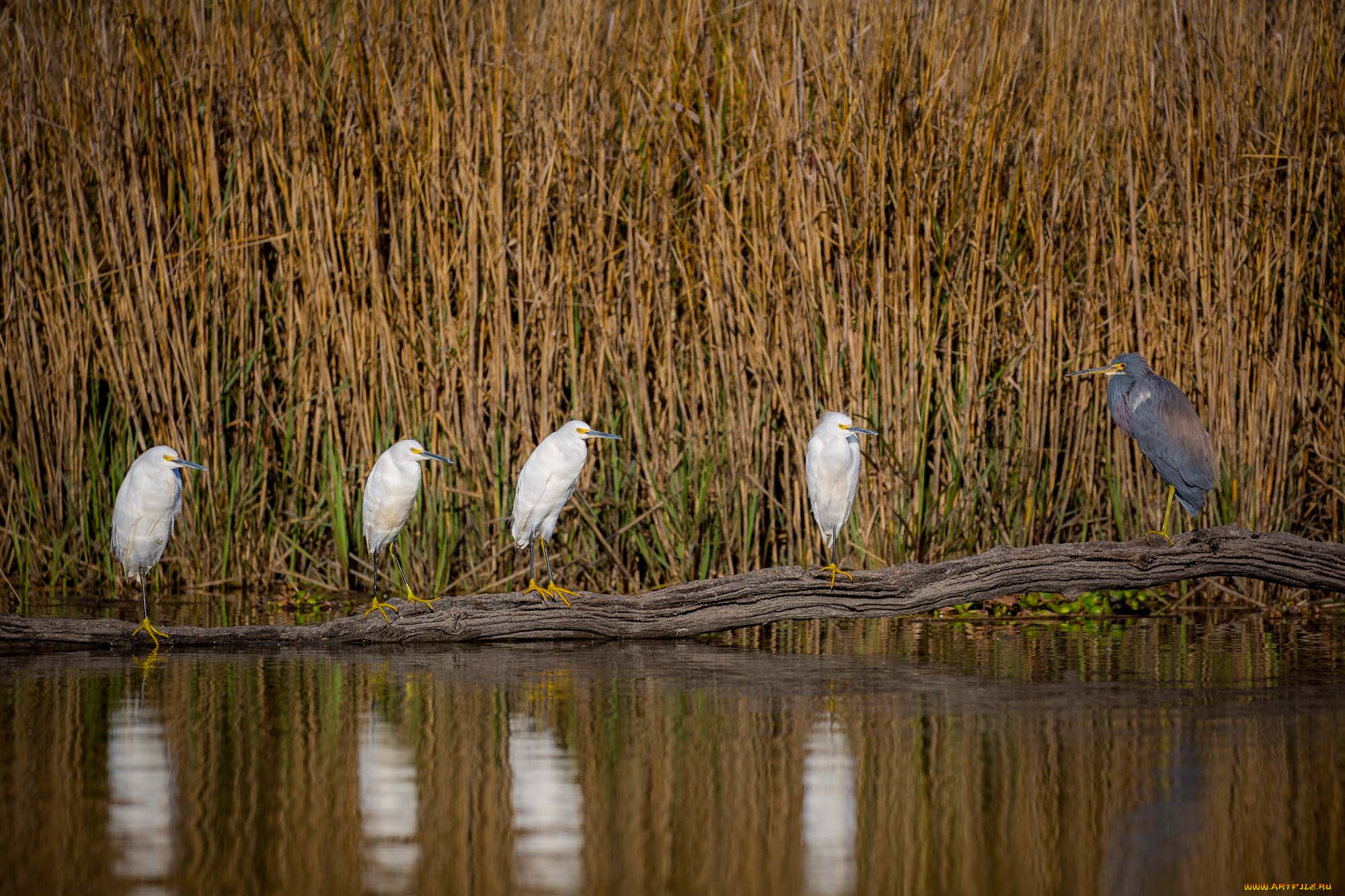 животные, цапли, , выпи, озеро, камыши, птицы