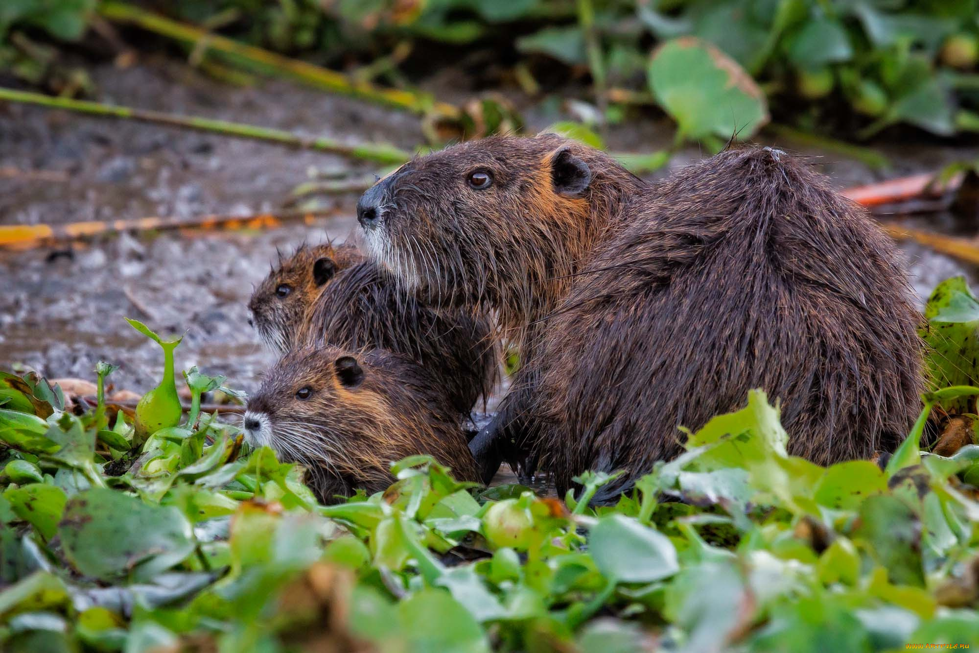 животные, капибары, мама, дети, малыши, трава