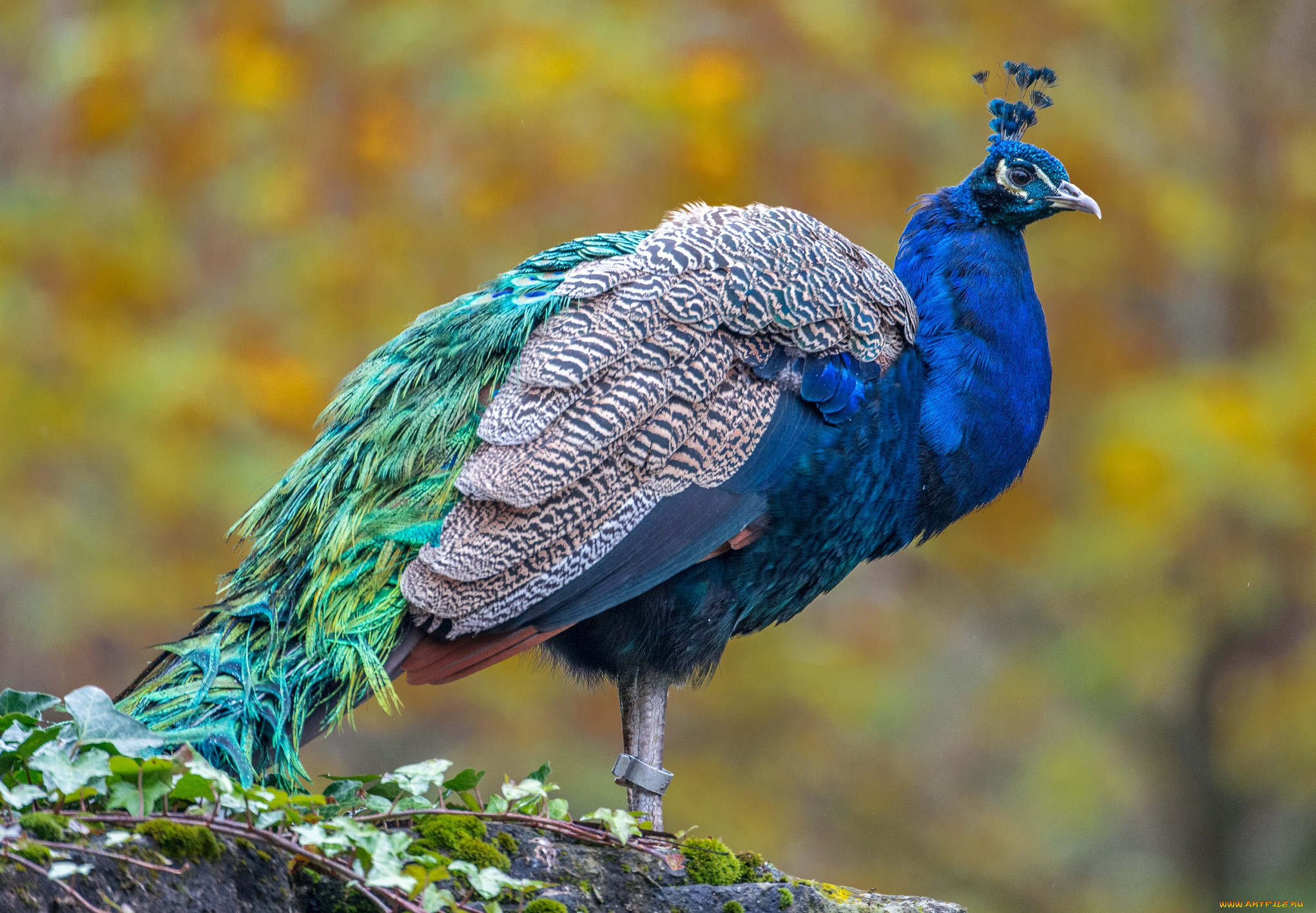 животные, павлины, павлин