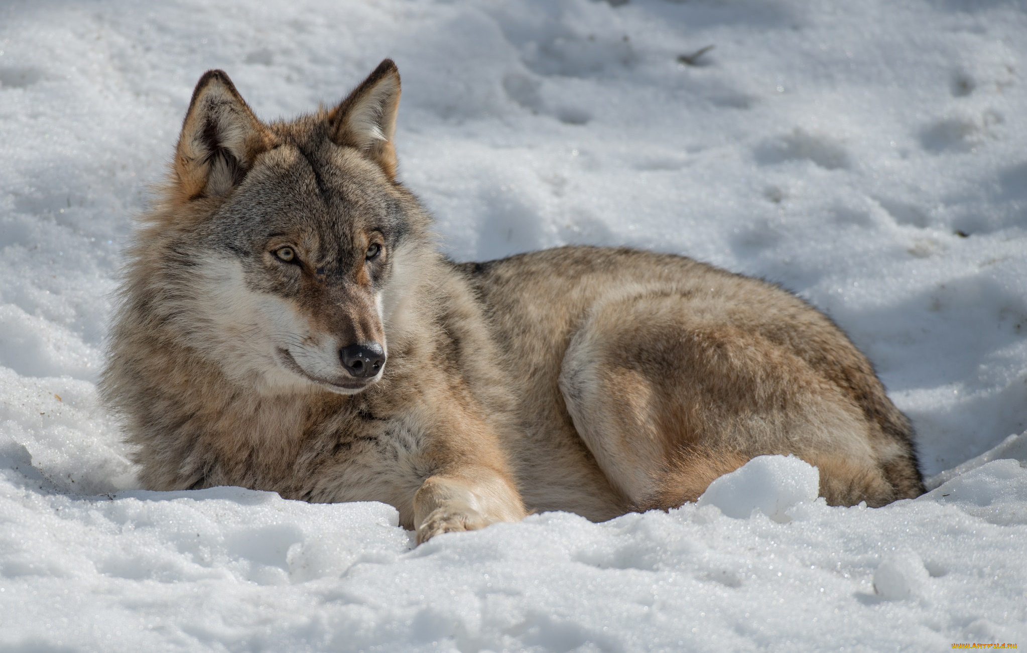 животные, волки, , койоты, , шакалы, волчара
