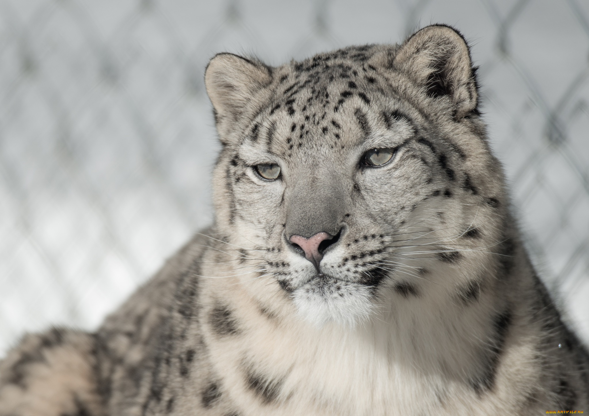 животные, снежный, барс, , ирбис
