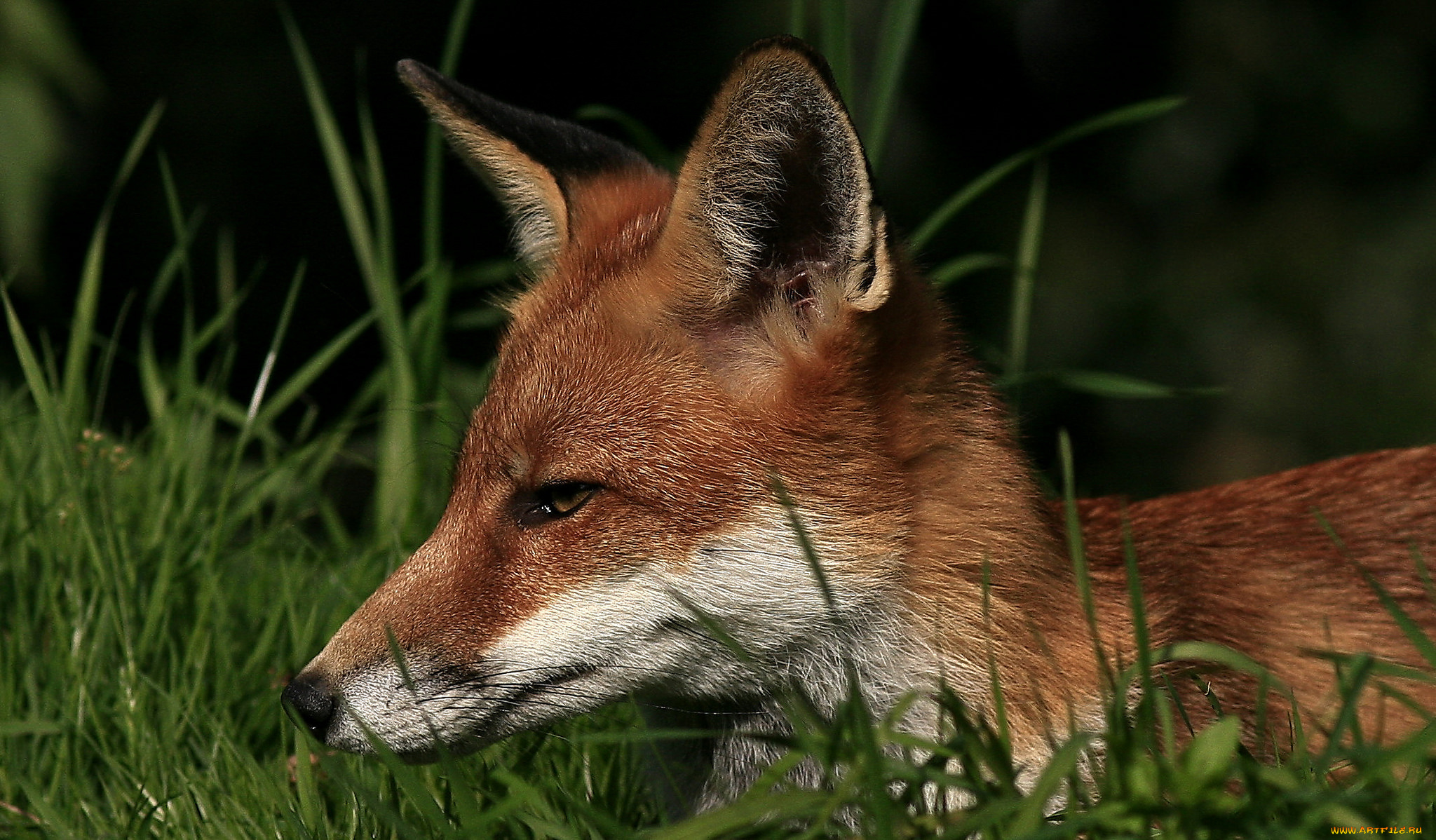 животные, лисы, лисичка
