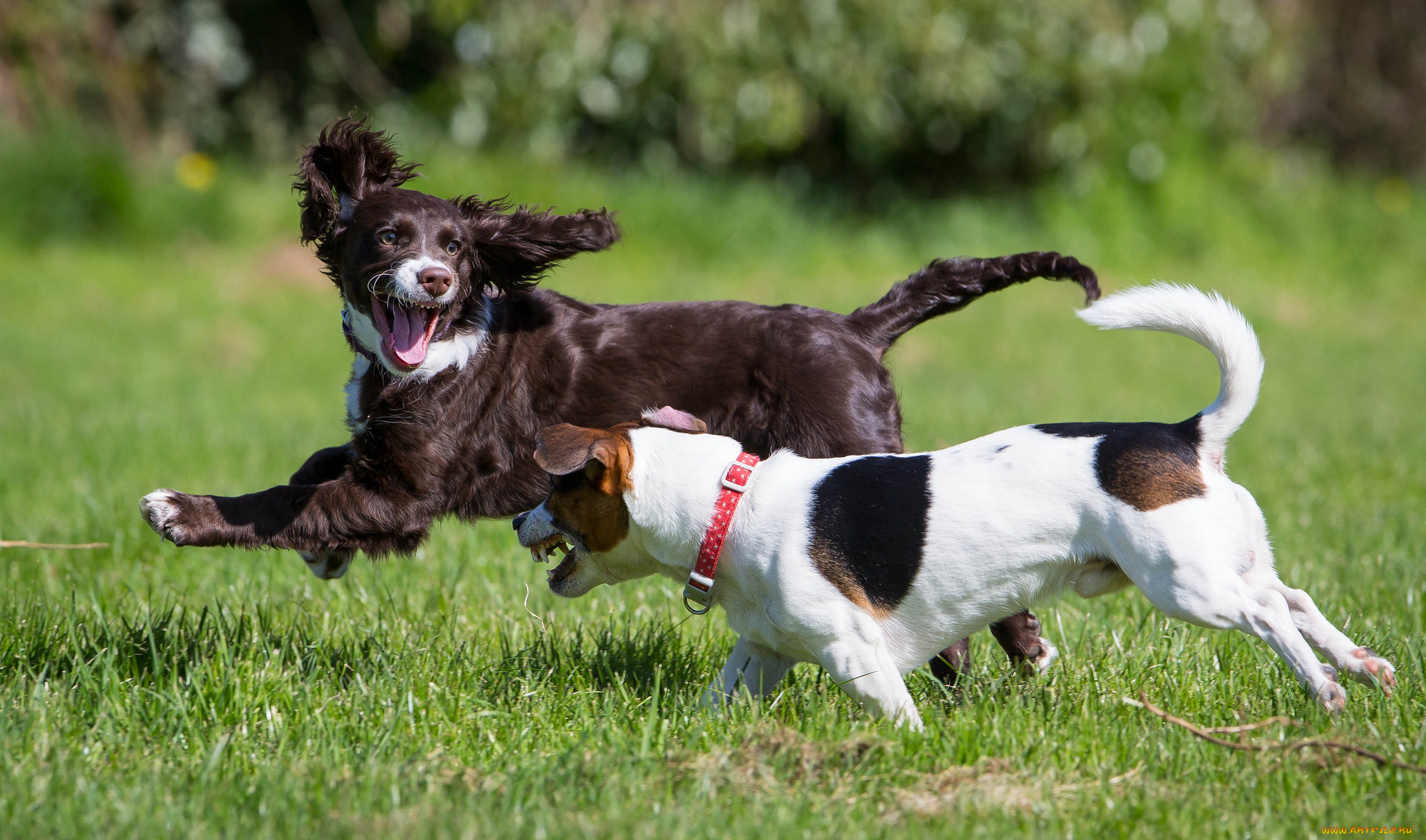 животные, собаки, игра
