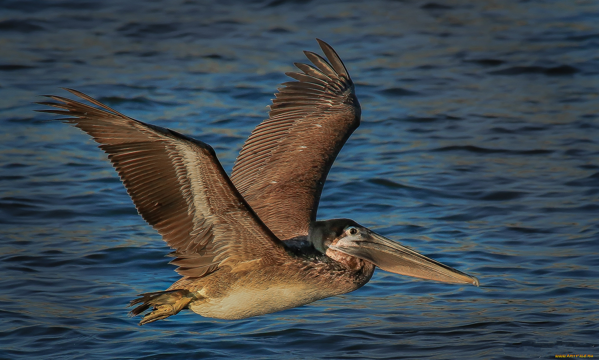 животные, пеликаны, пеникан
