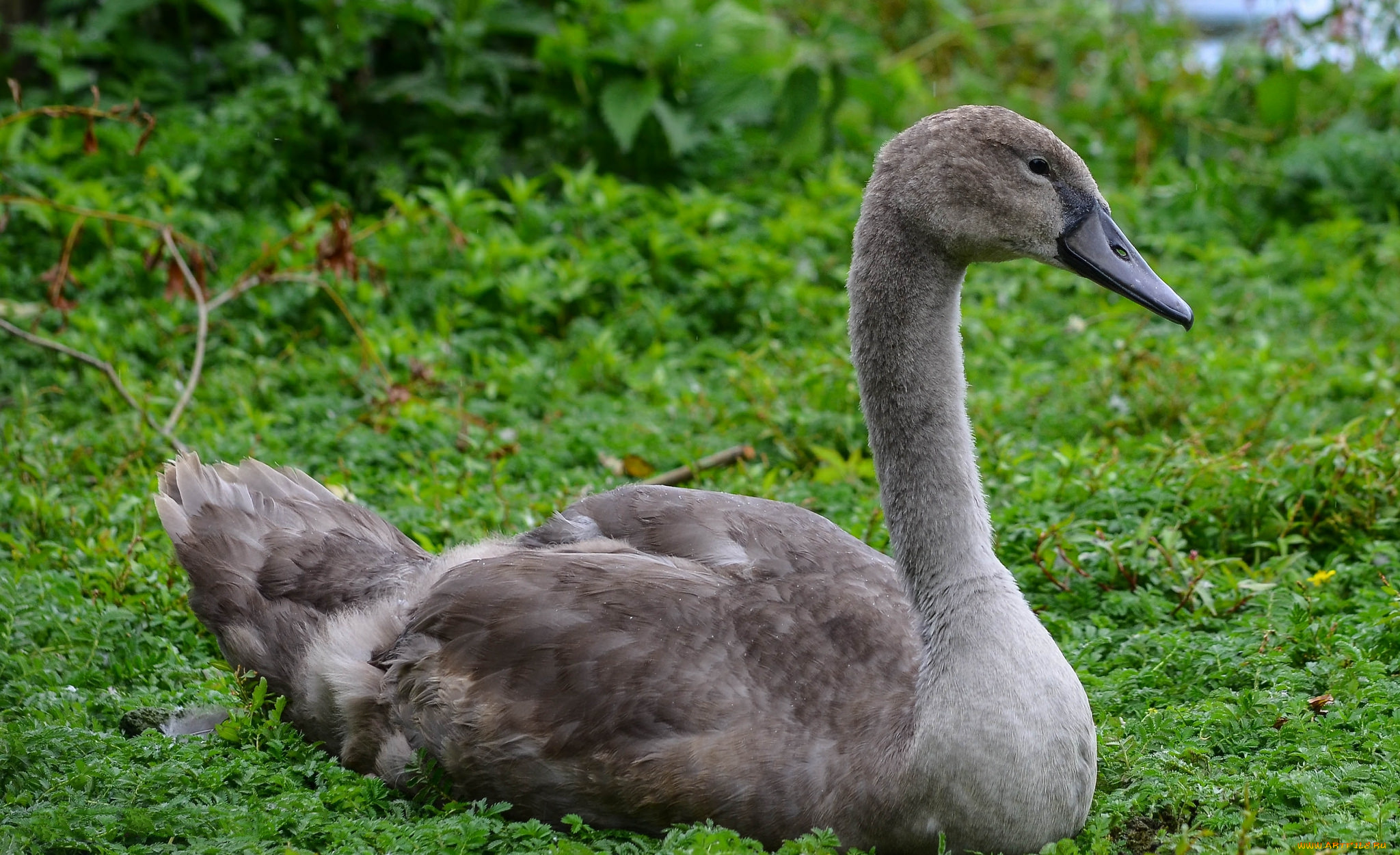 животные, лебеди, подросток, лебедь