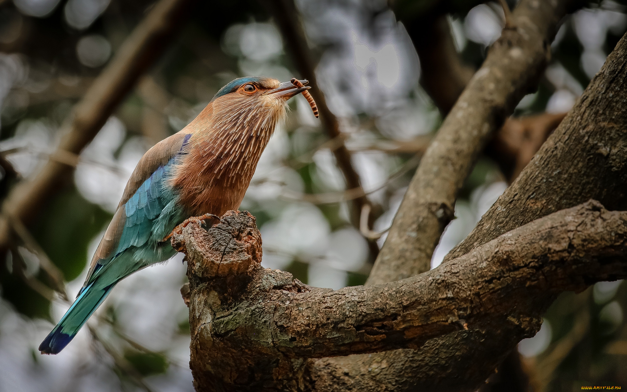 животные, птицы, птичка