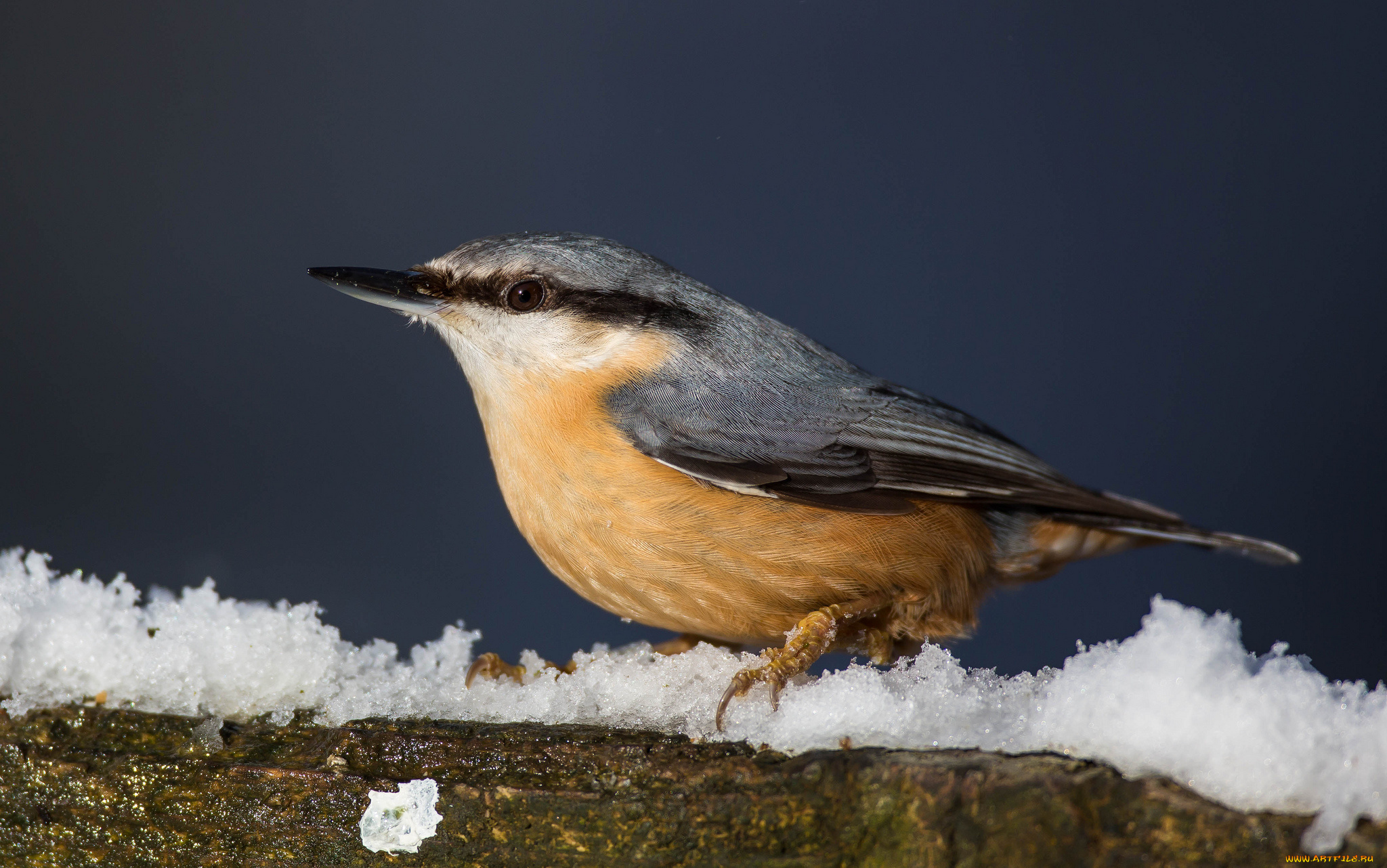 животные, поползни, поползень