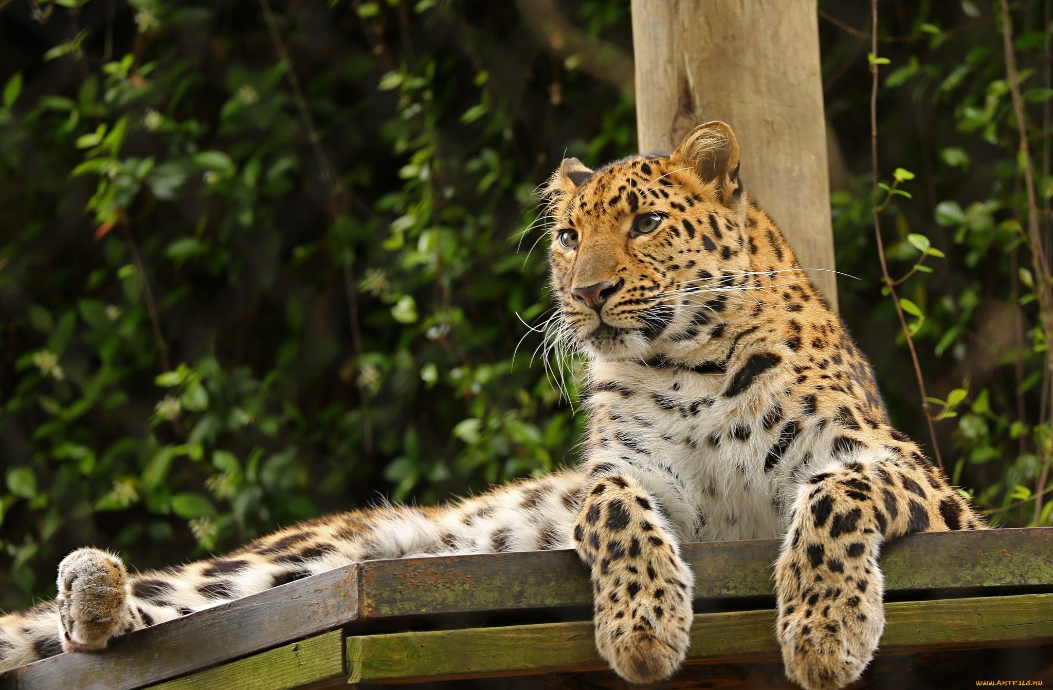 животные, леопарды, леопард