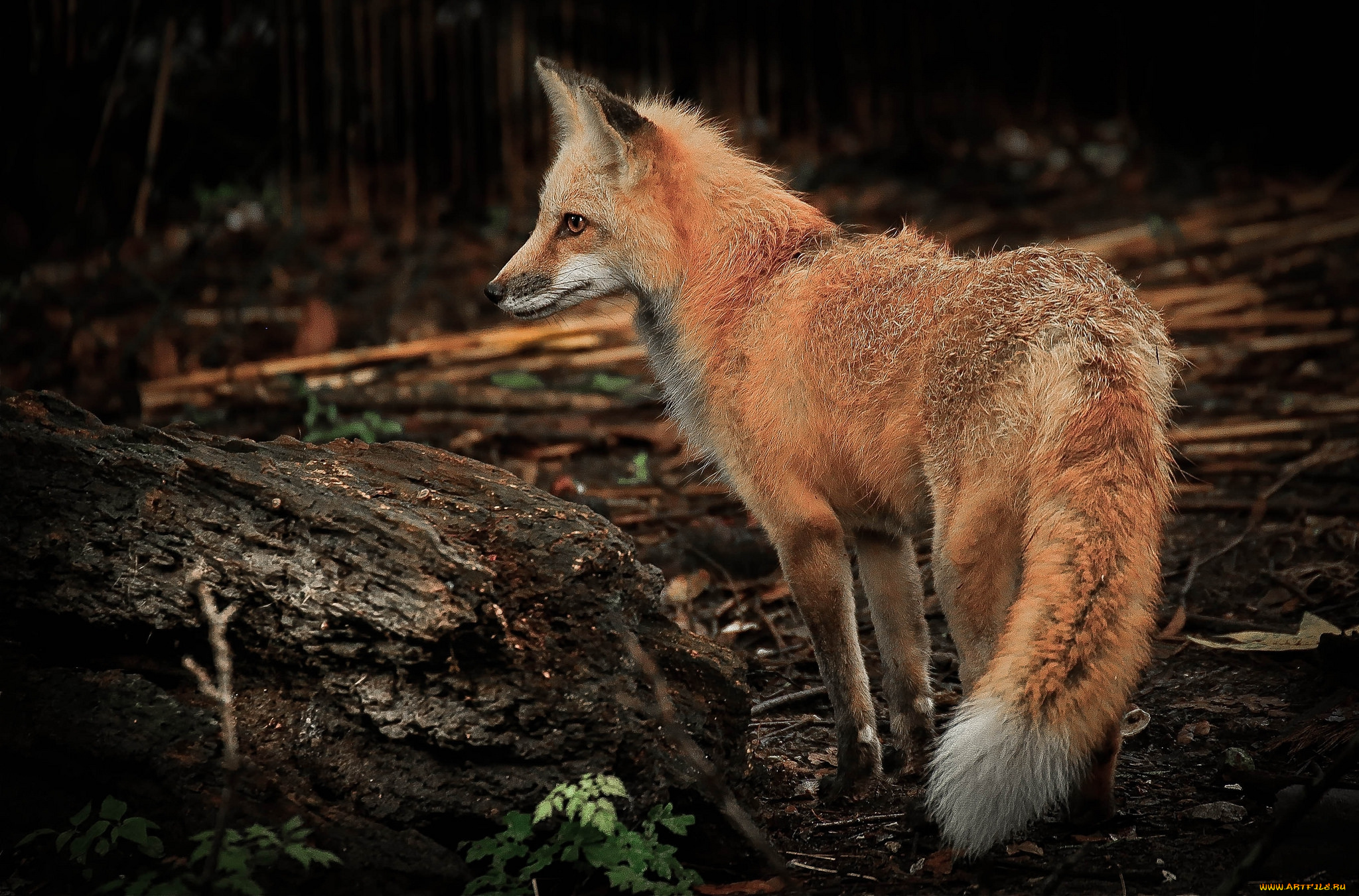 животные, лисы, лисичка