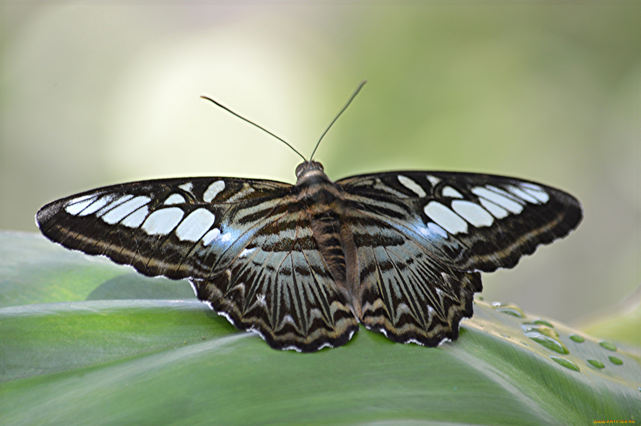 животные, бабочки, , мотыльки, , моли, бабочка