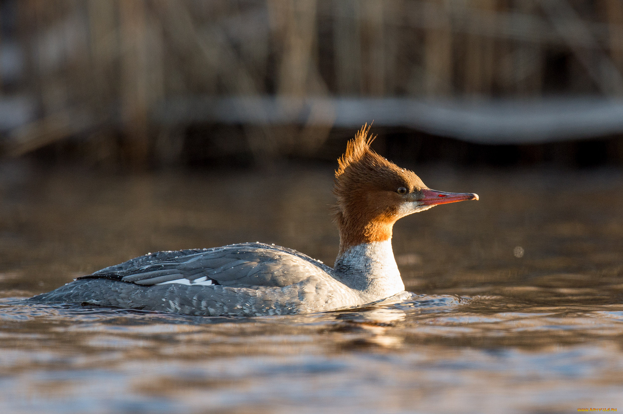 животные, Чомги, , поганки, вода, утка
