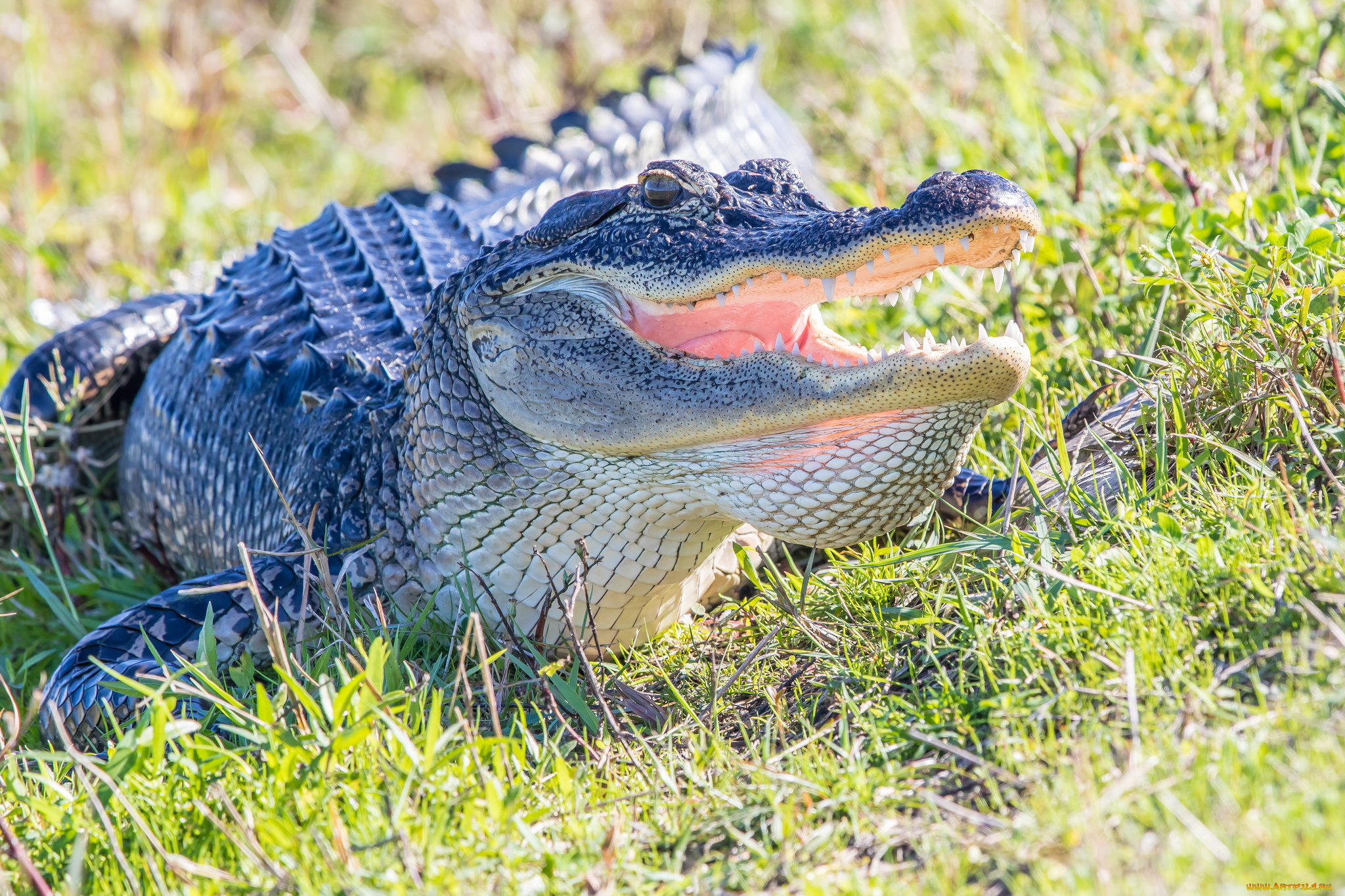 alligator, животные, крокодилы, аллигатор