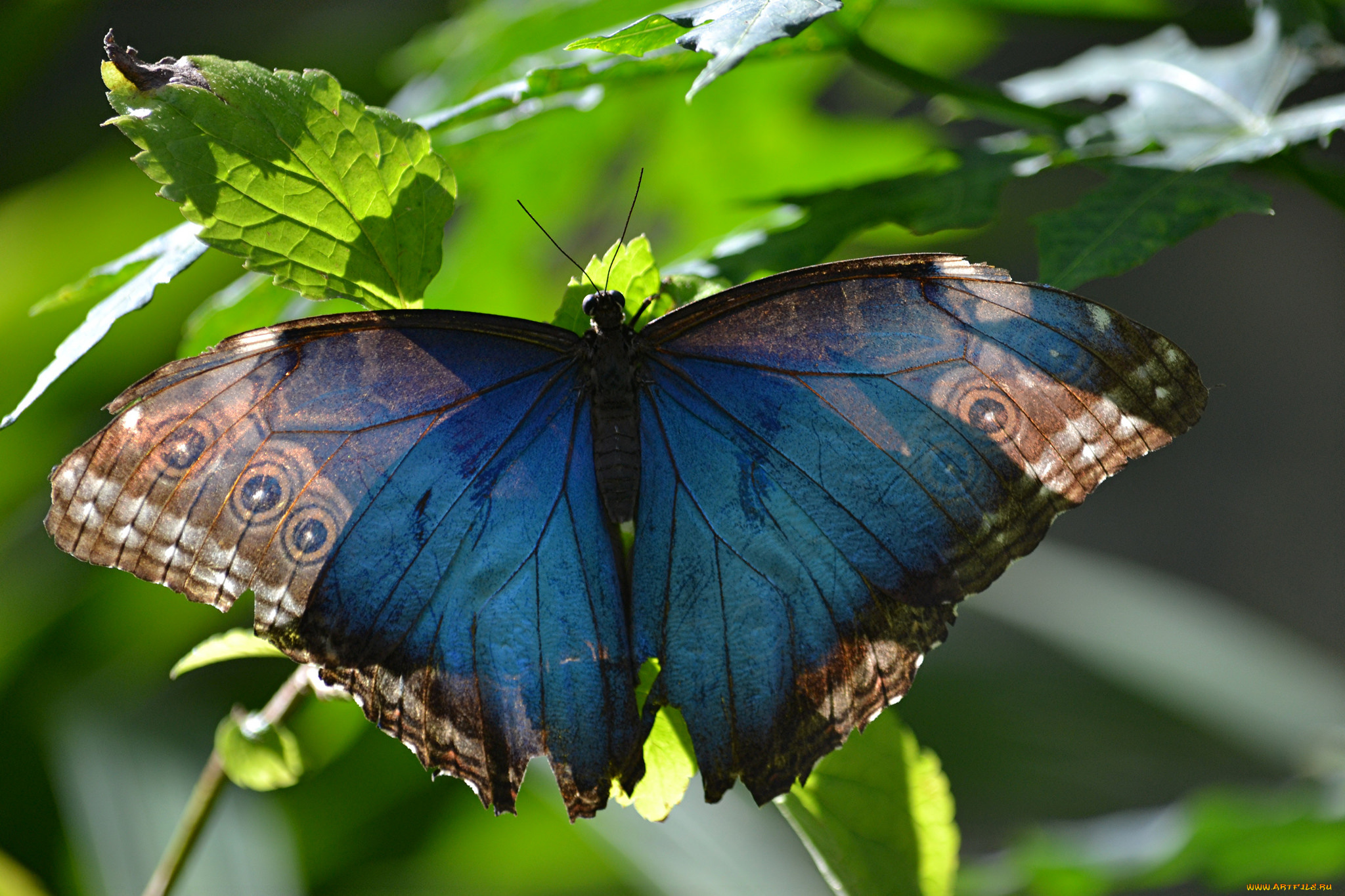 животные, бабочки, , мотыльки, , моли, бабочка