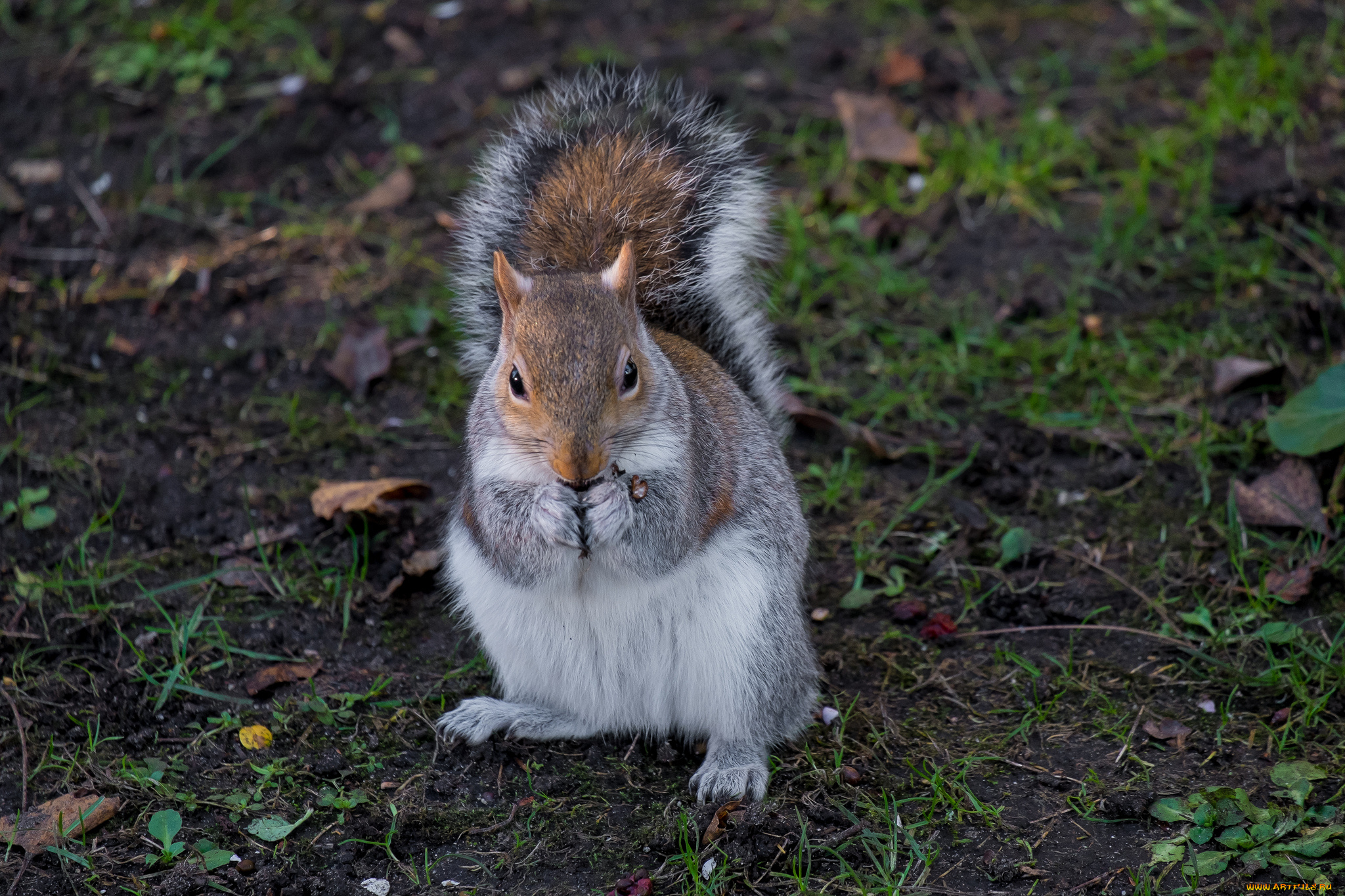 животные, белки, белка