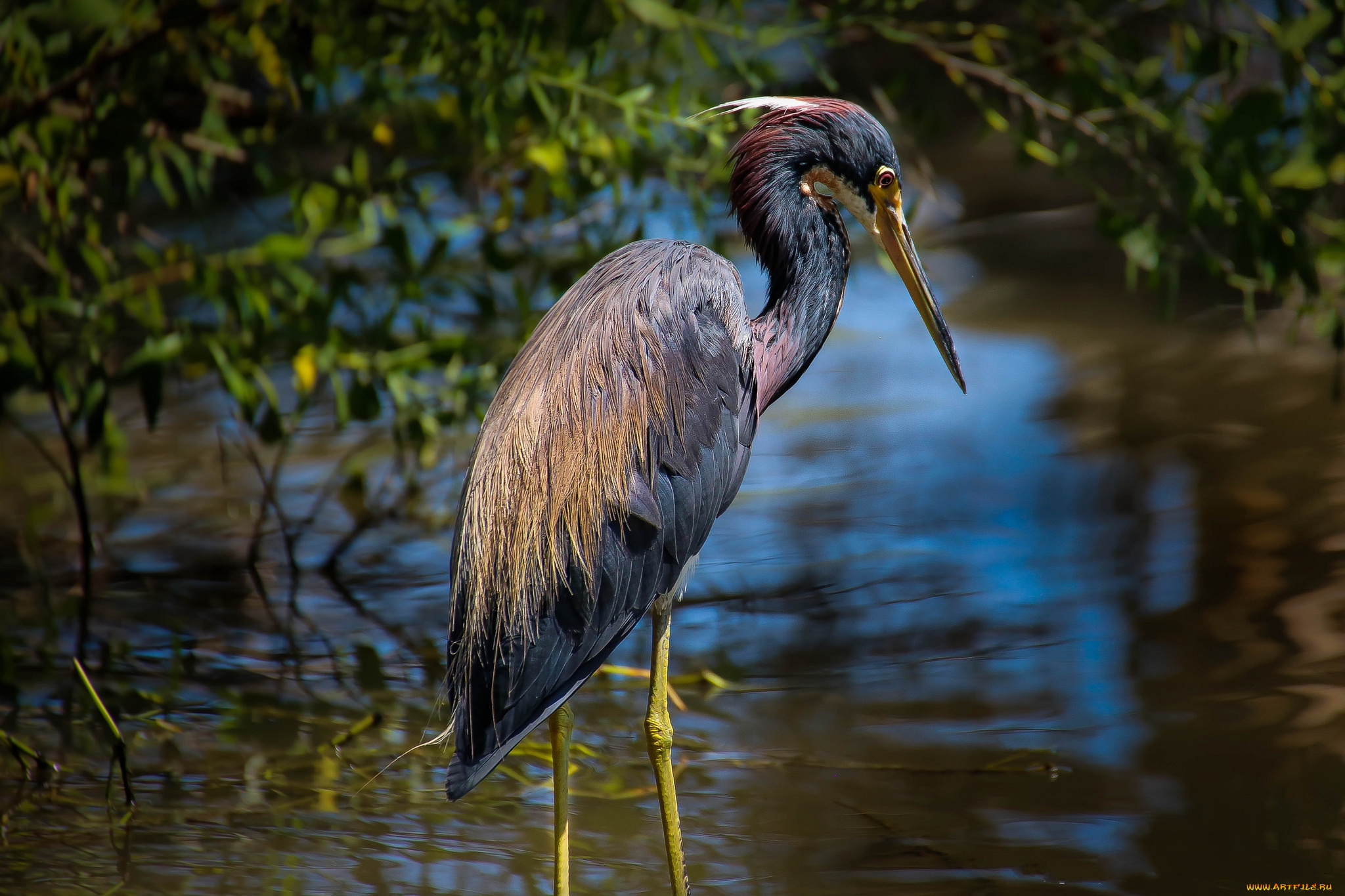 животные, цапли, , выпи, цапля