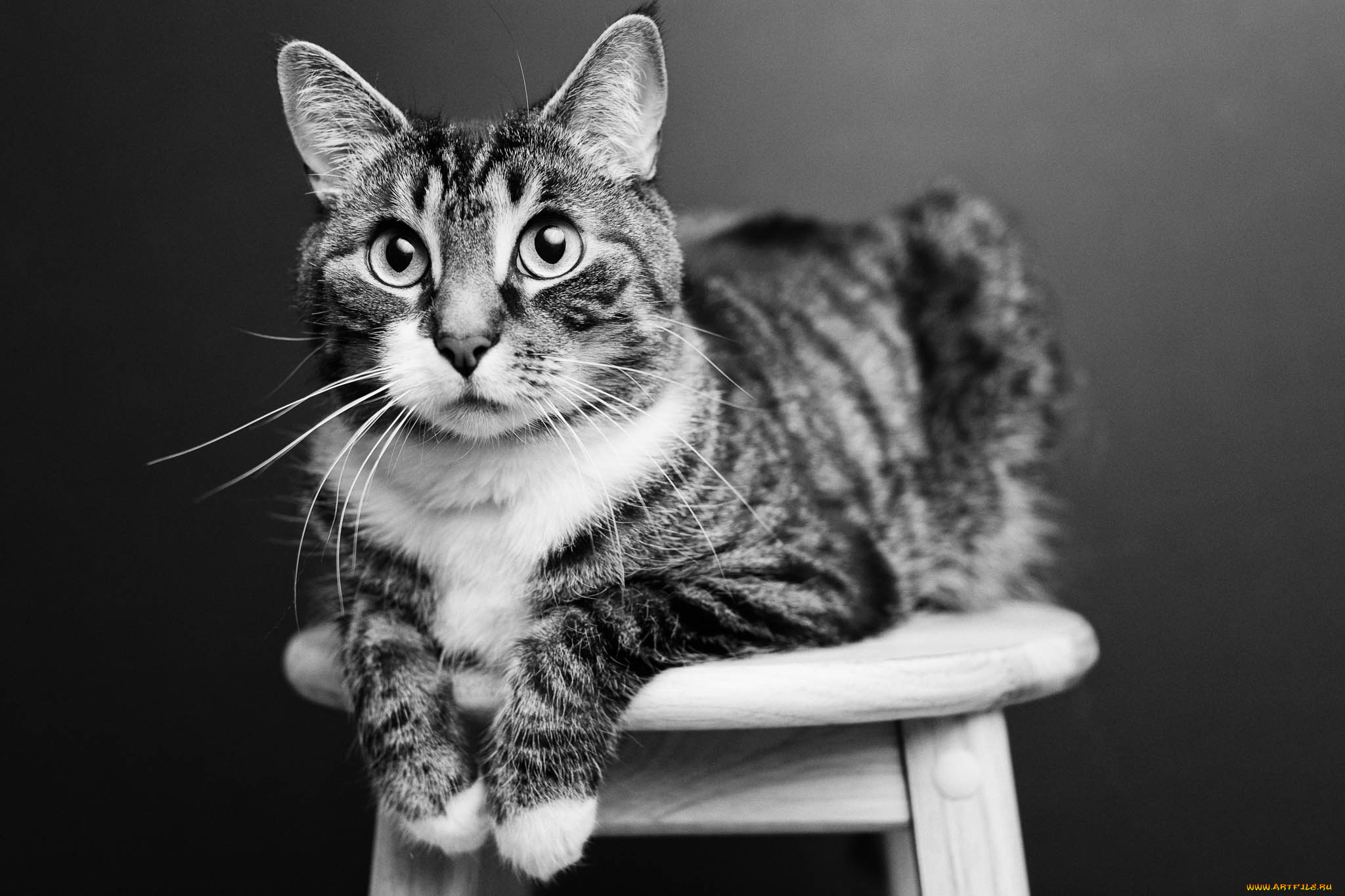 животные, коты, кошка