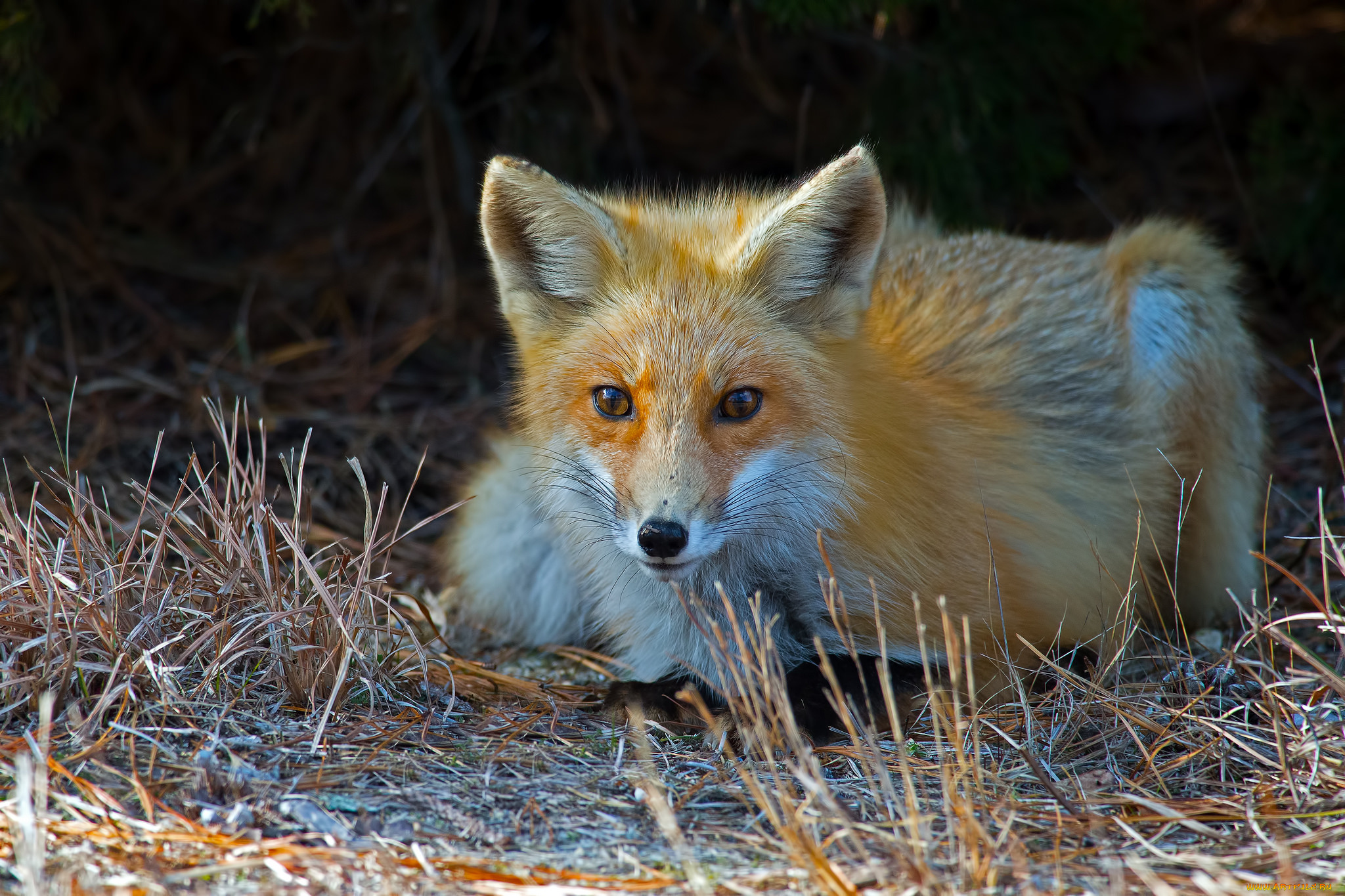 животные, лисы, лисичка