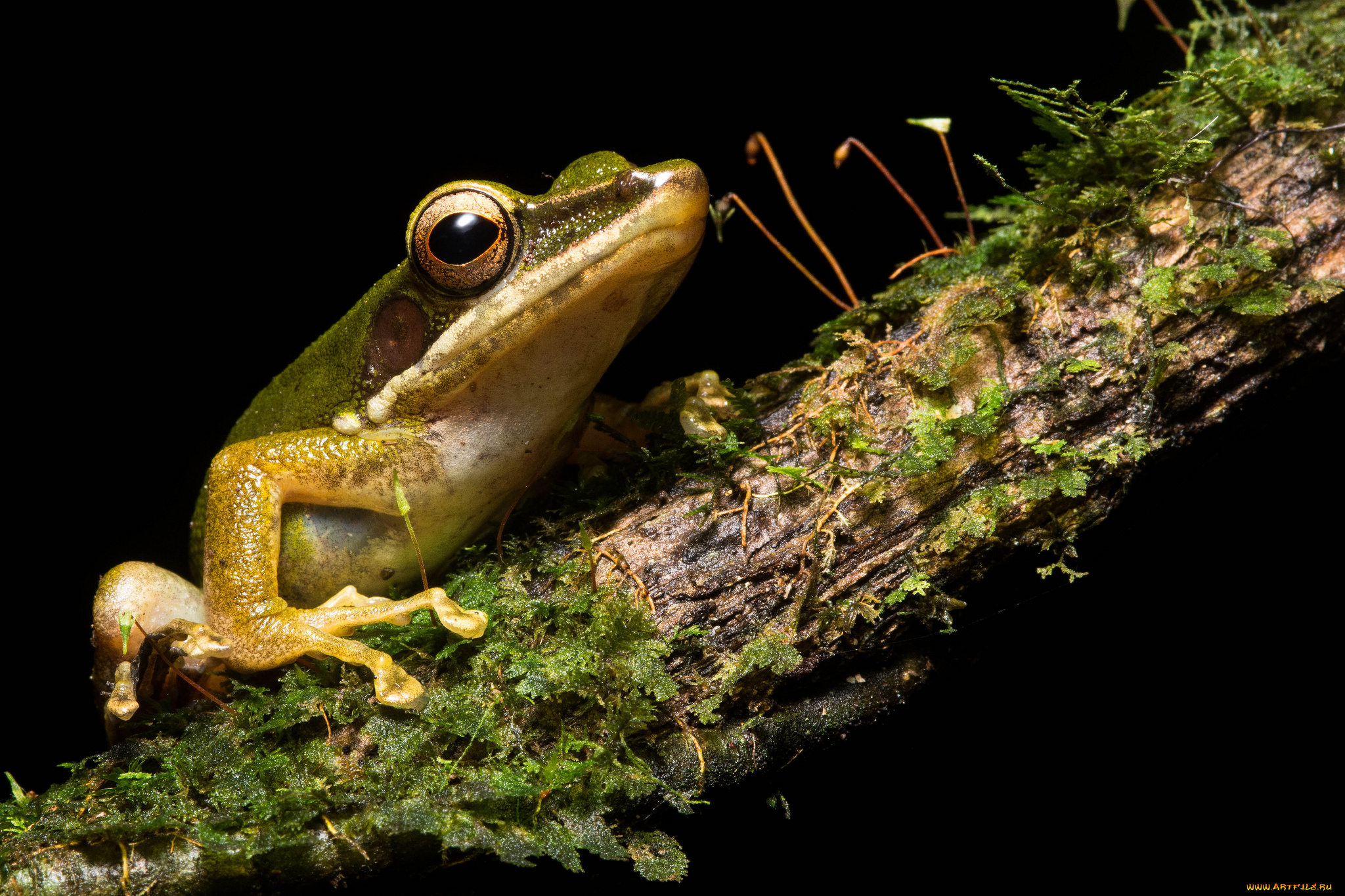 животные, лягушки, лягушка, древесная