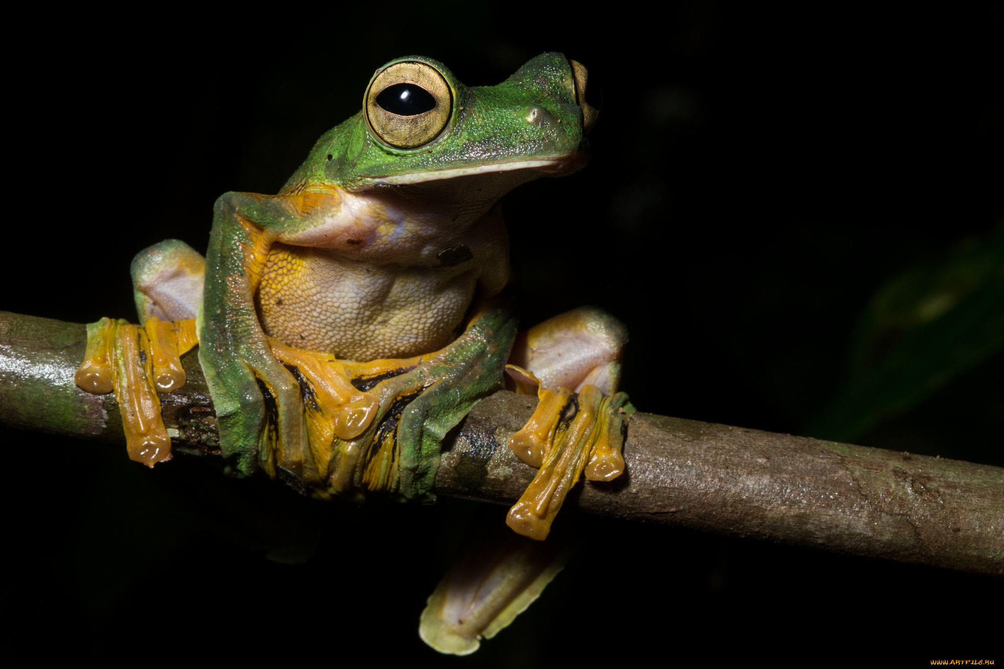 животные, лягушки, лягушка, древесная
