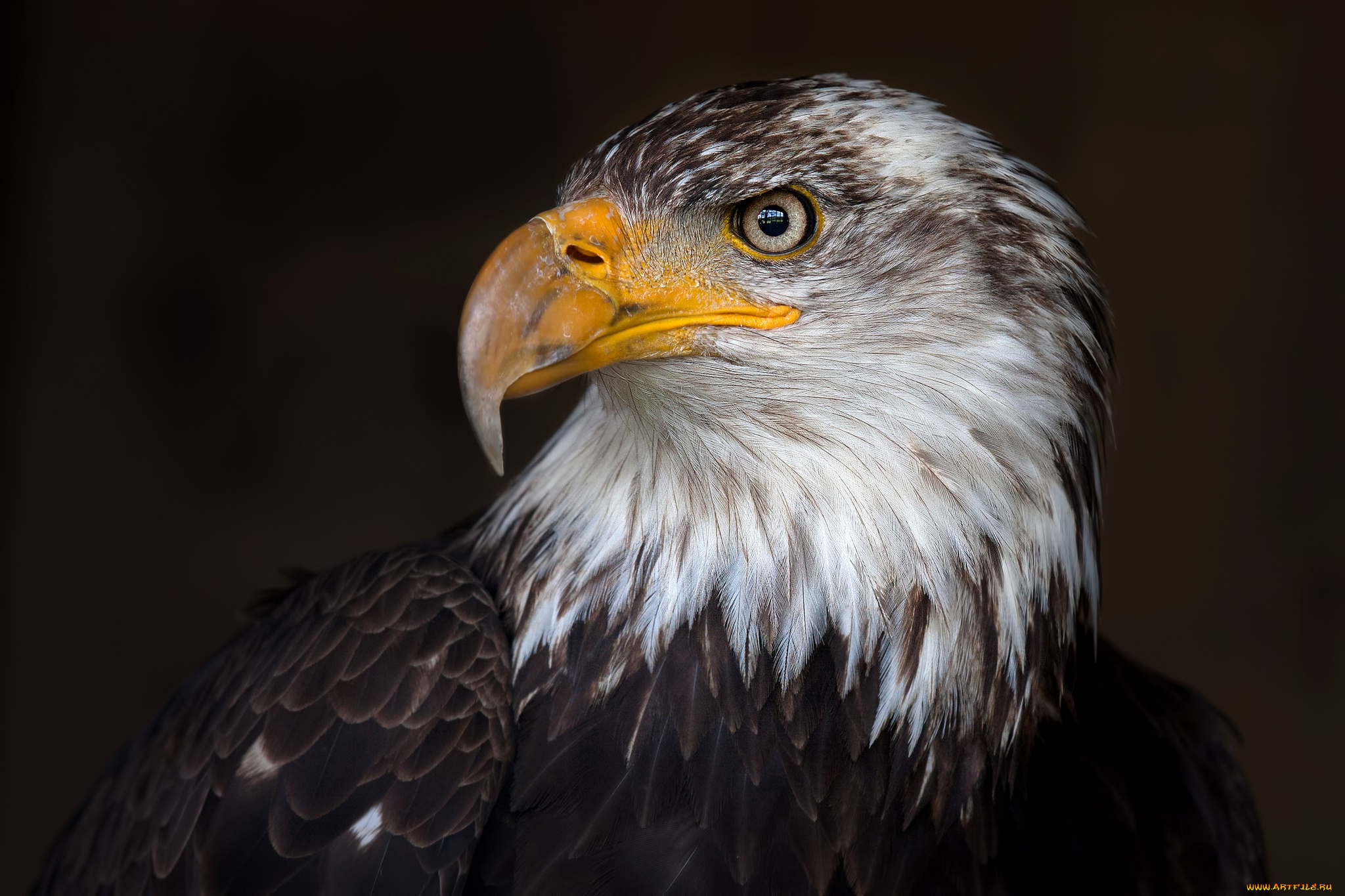 животные, птицы, -, хищники, орлан, белоголовый