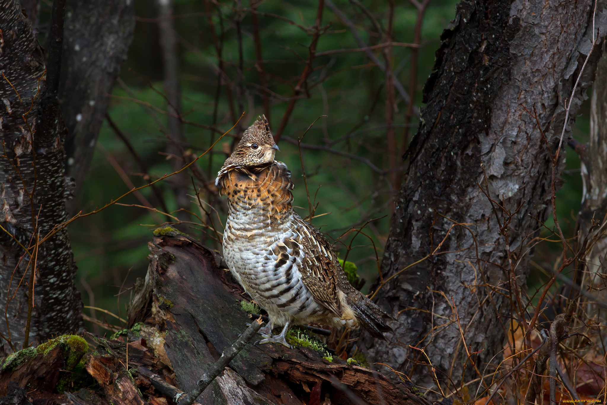 животные, птицы, птица