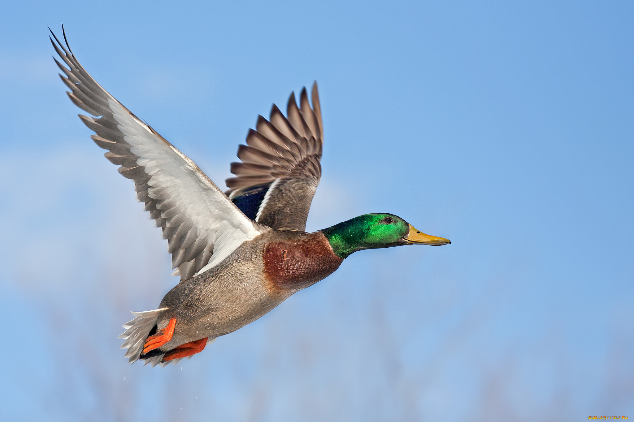 животные, утки, селезень