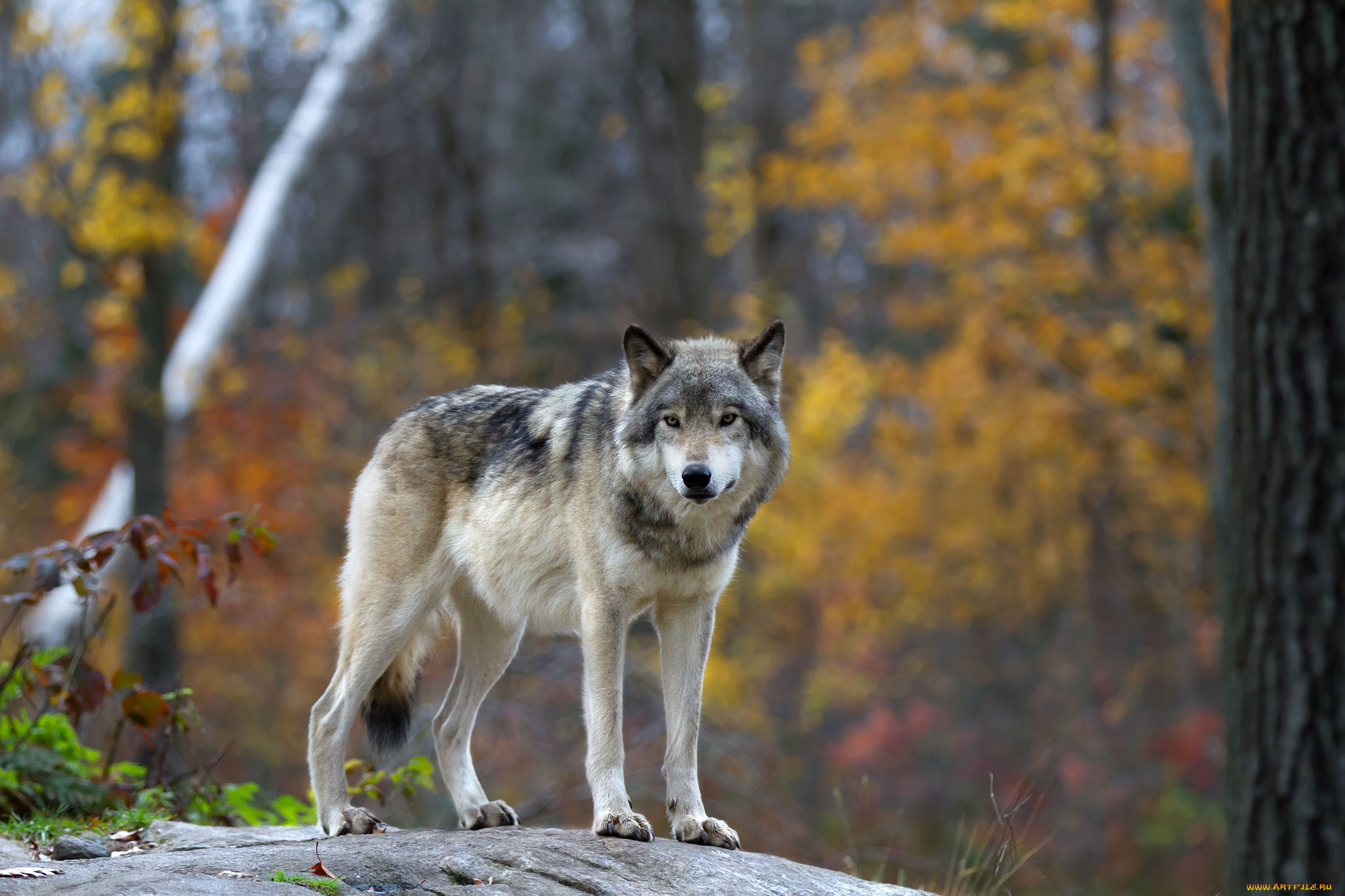 животные, волки, , койоты, , шакалы, волчара