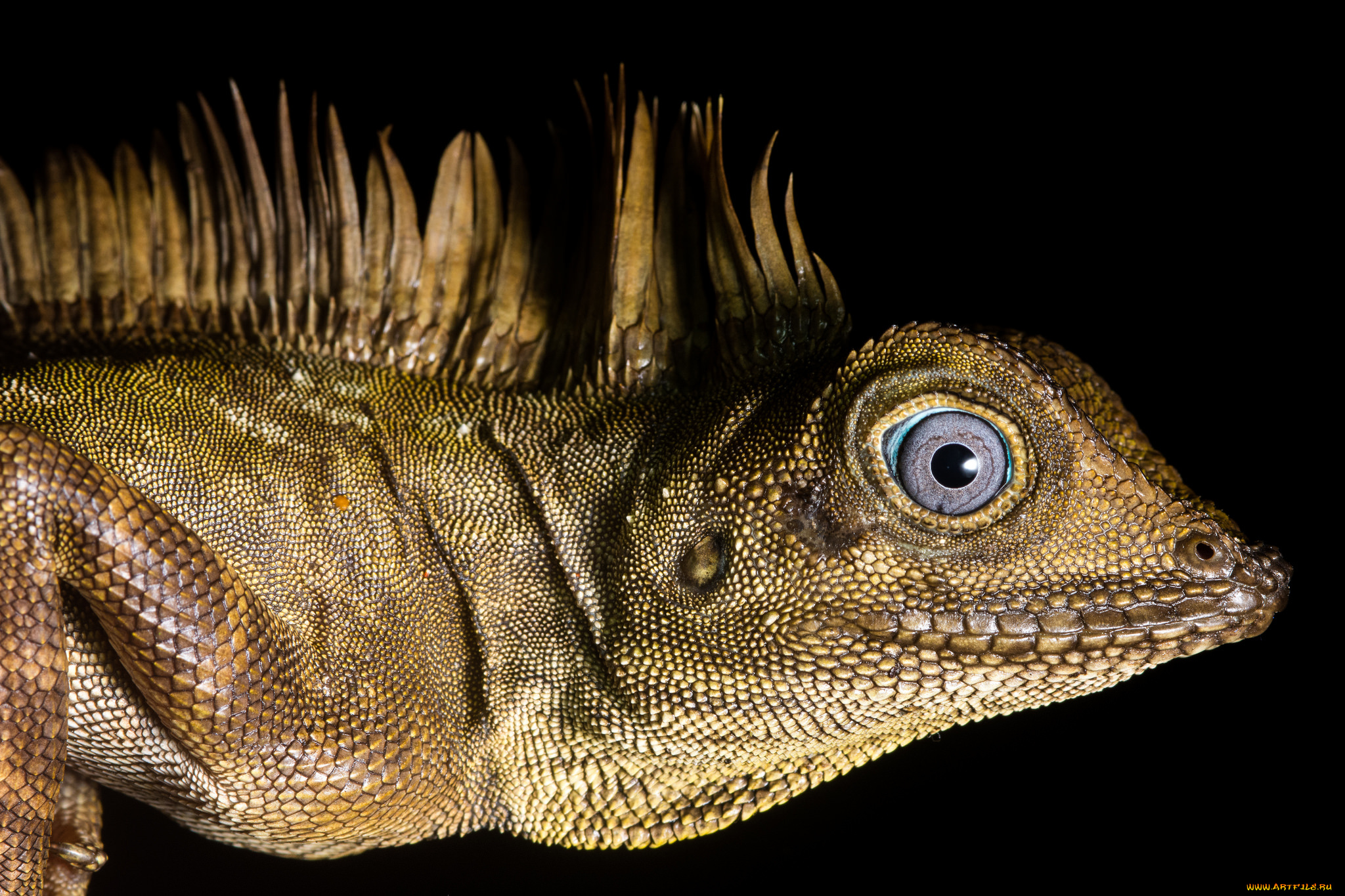 животные, Ящерицы, , игуаны, , вараны, ящерка