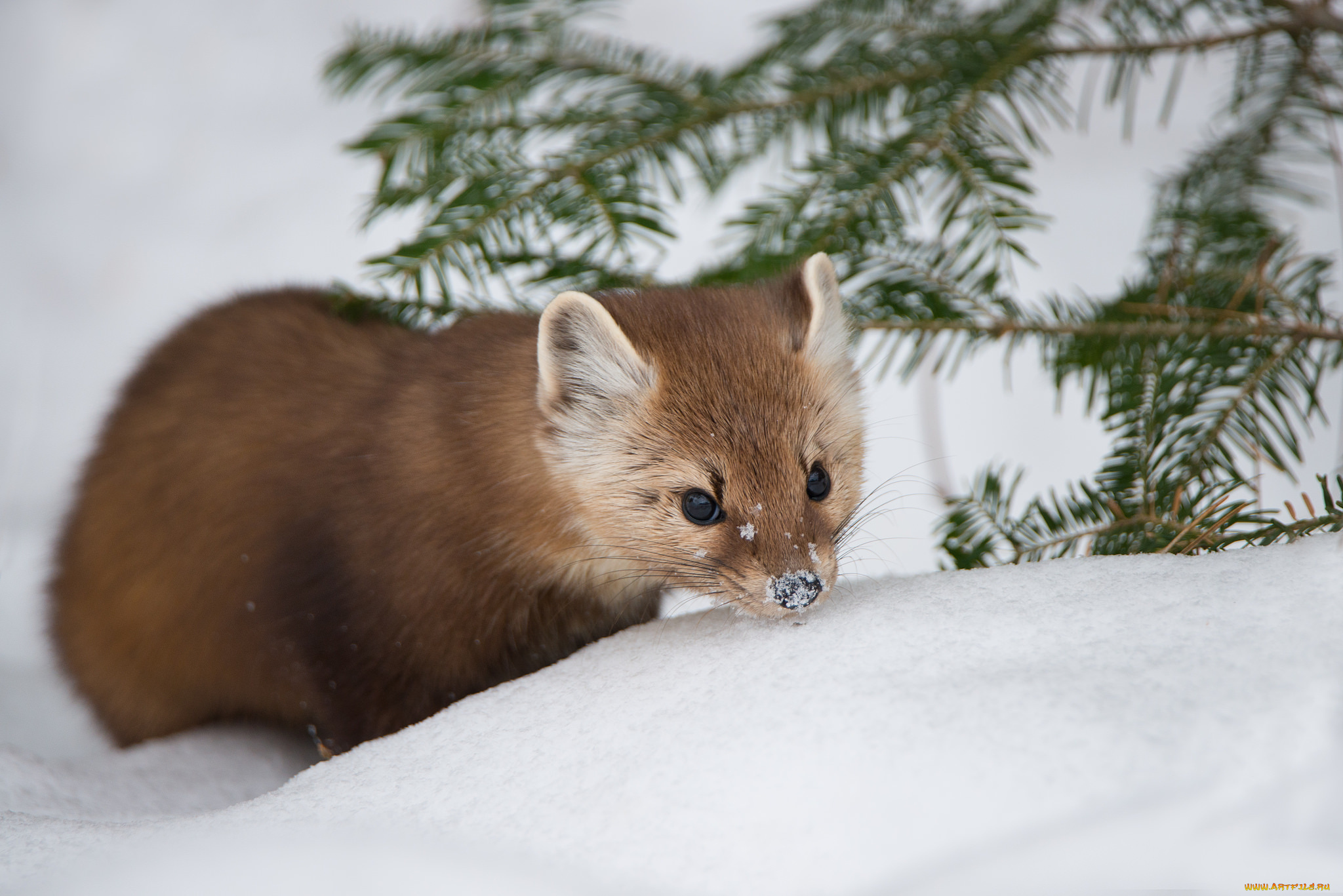 животные, хорьки, , куницы, , горностаи, , ласки, , соболи, зима, природа, снег, pine, marten