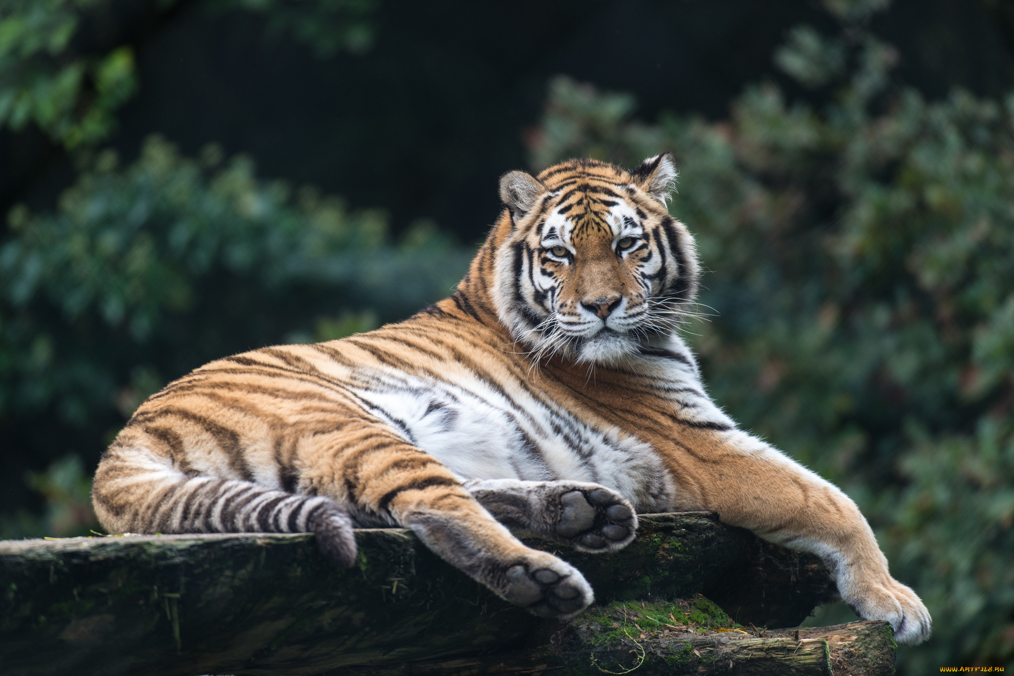 животные, тигры, тигр