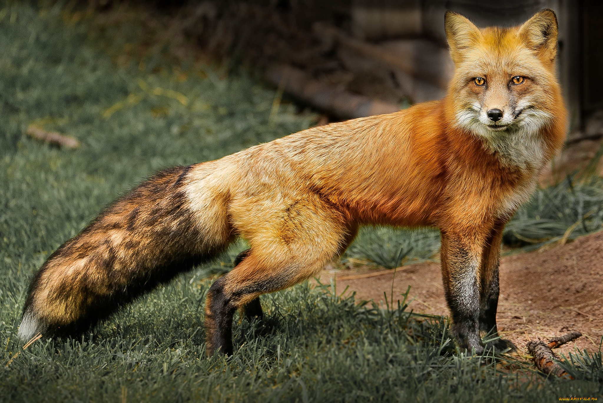 животные, лисы, лисичка