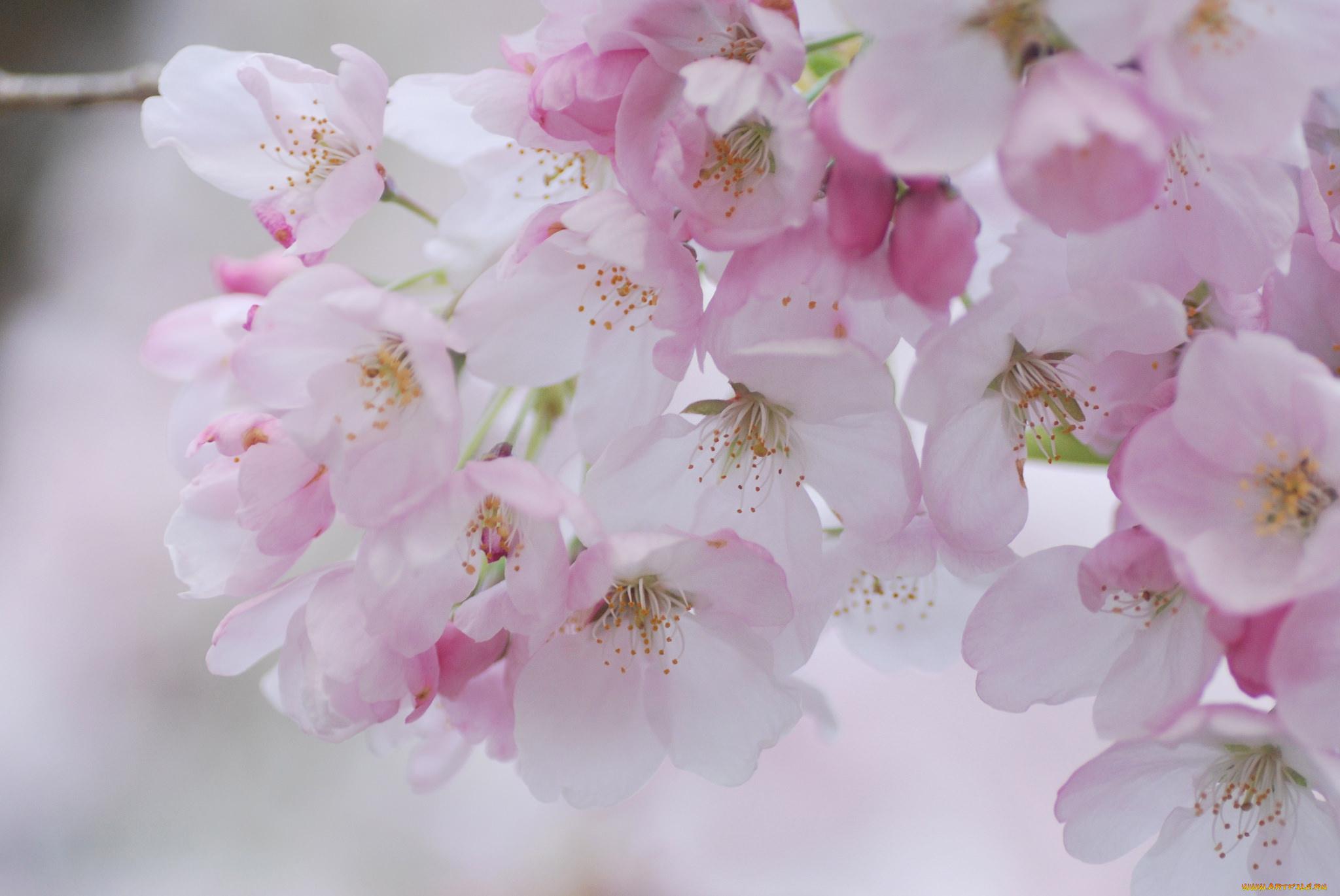 цветы, сакура, , вишня, макро, нежность