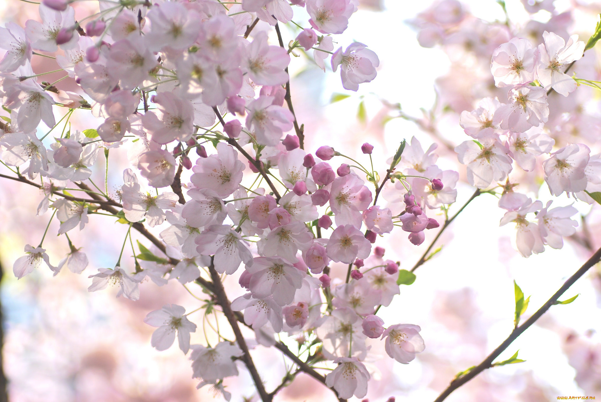 цветы, сакура, , вишня, макро, нежность