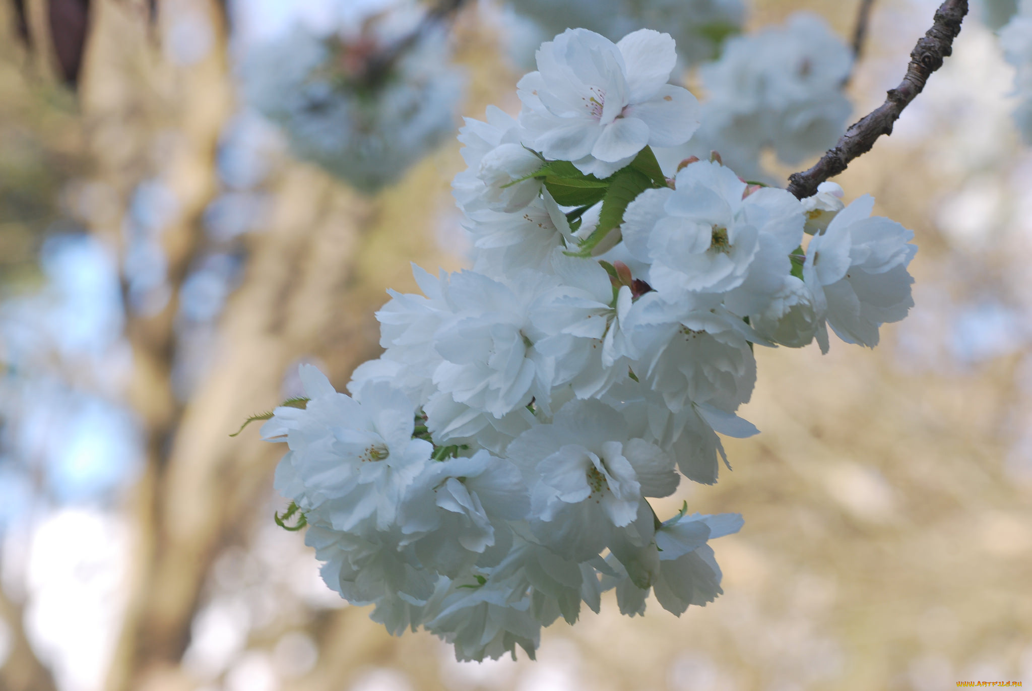 цветы, сакура, , вишня, нежность, макро