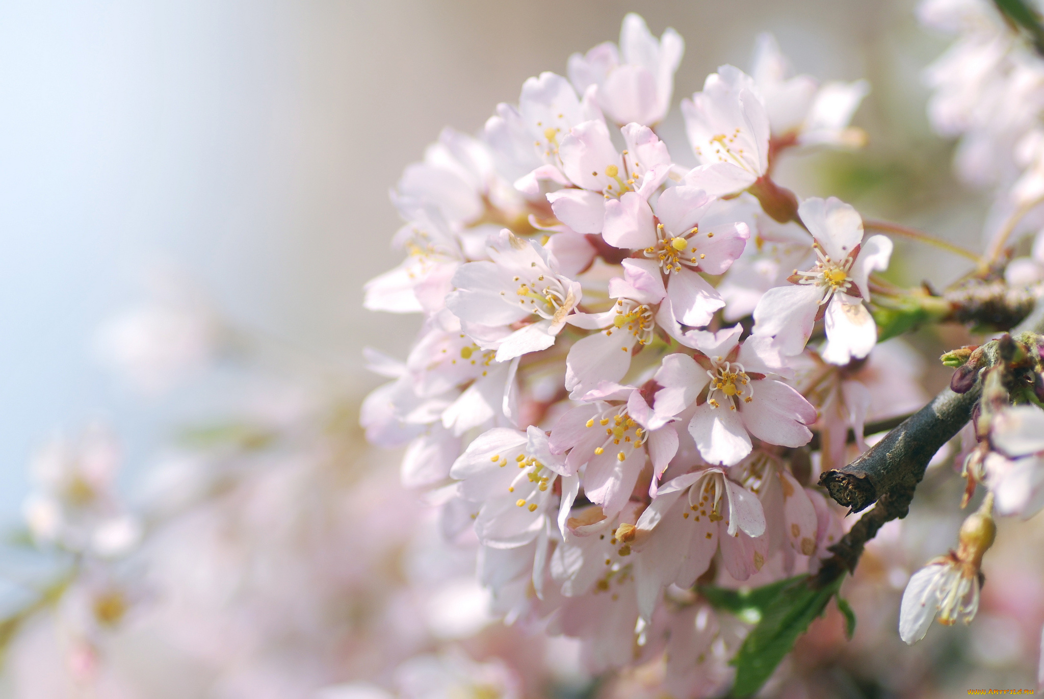 цветы, сакура, , вишня, нежность, макро