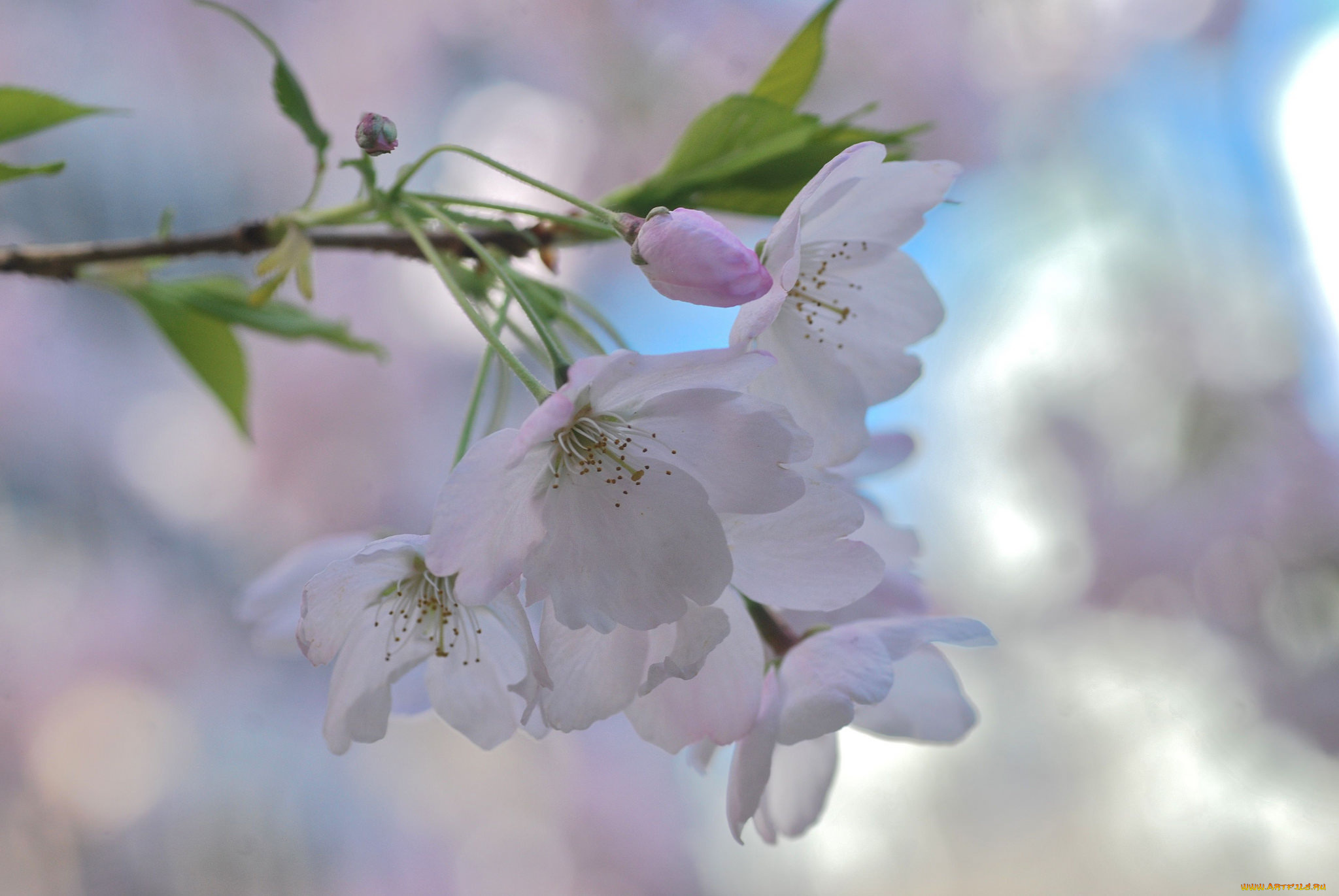 цветы, сакура, , вишня, нежность, макро