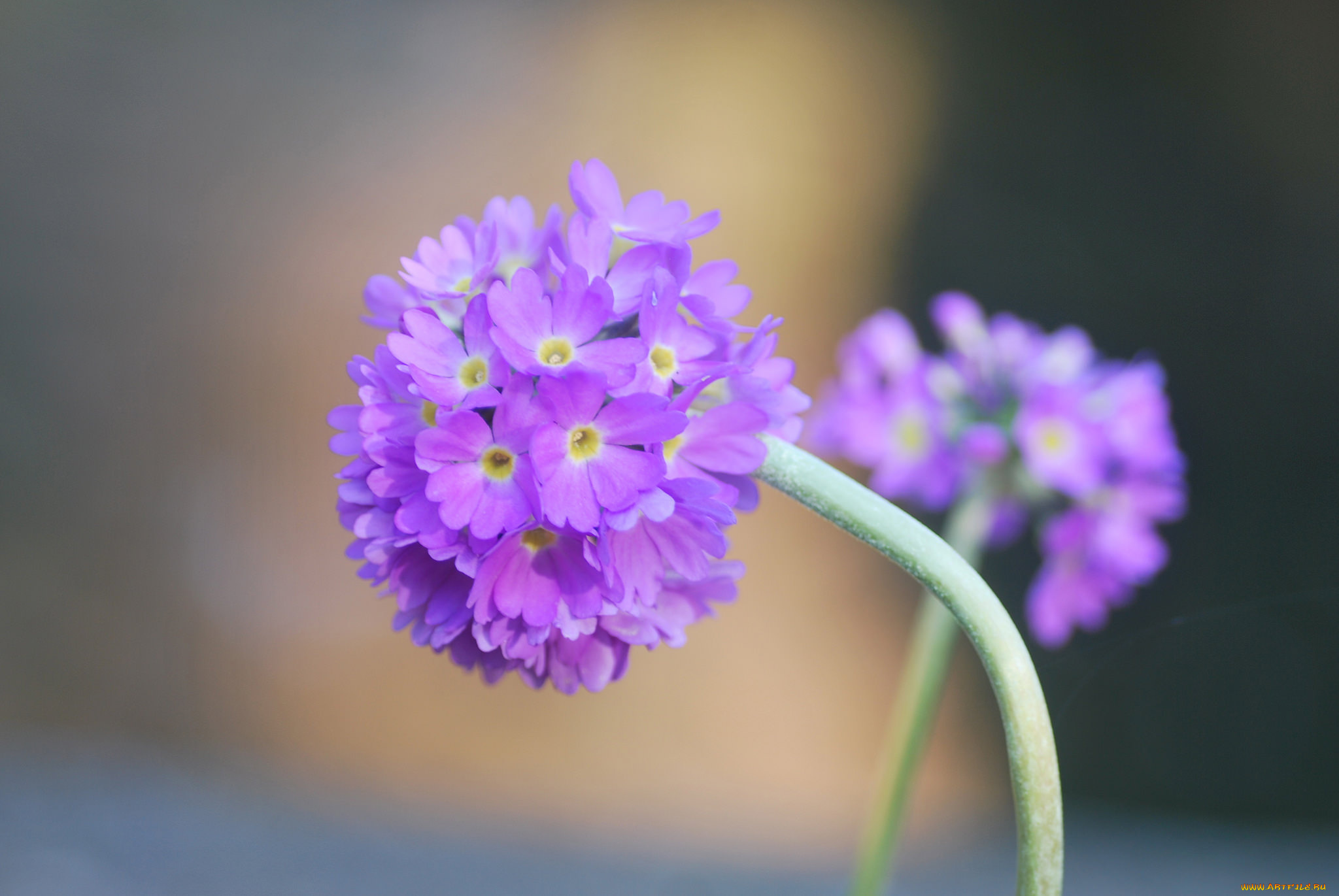 цветы, сиреневые, мелкие, шарики, макро