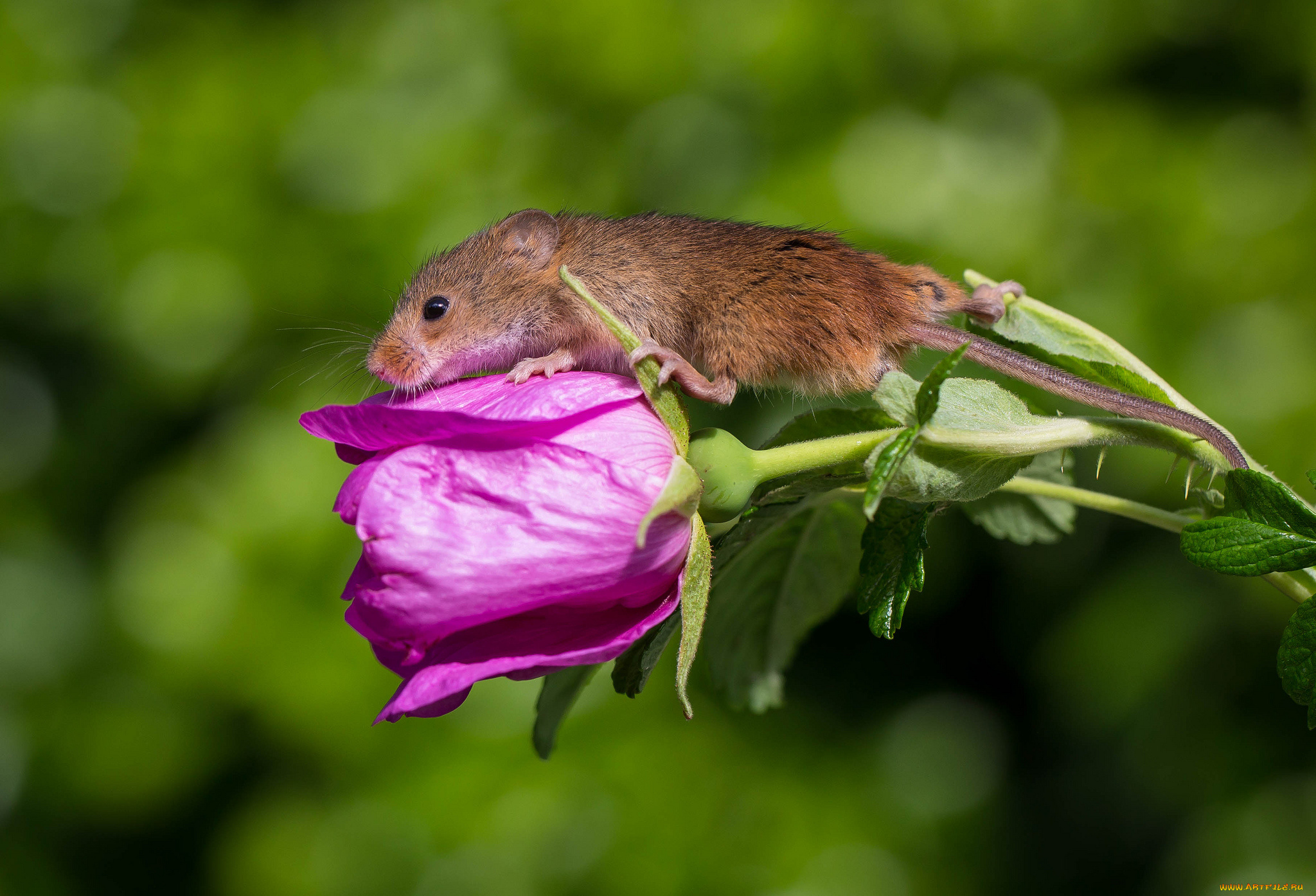 животные, крысы, , мыши, мышка