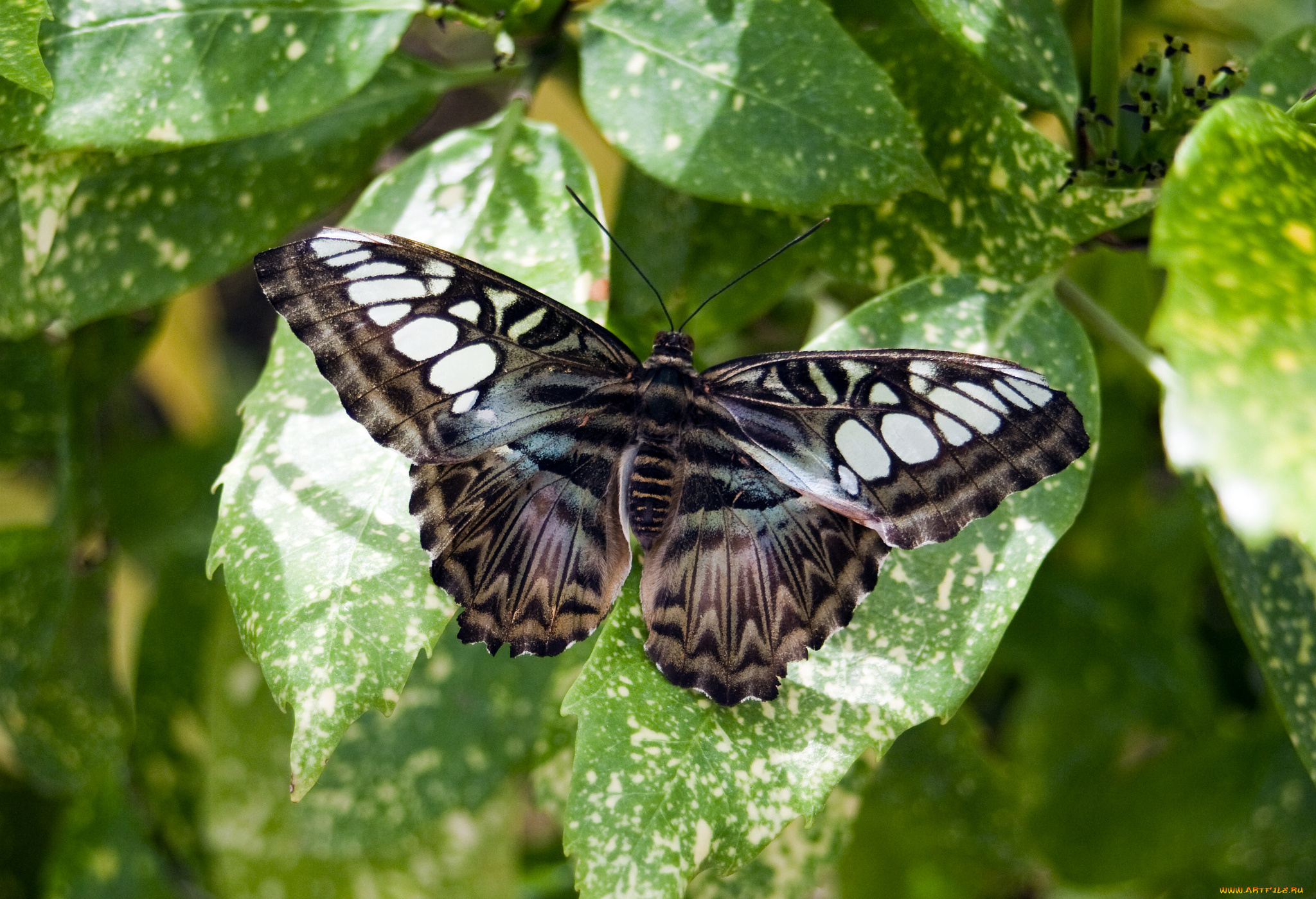животные, бабочки, , мотыльки, , моли, бабочка