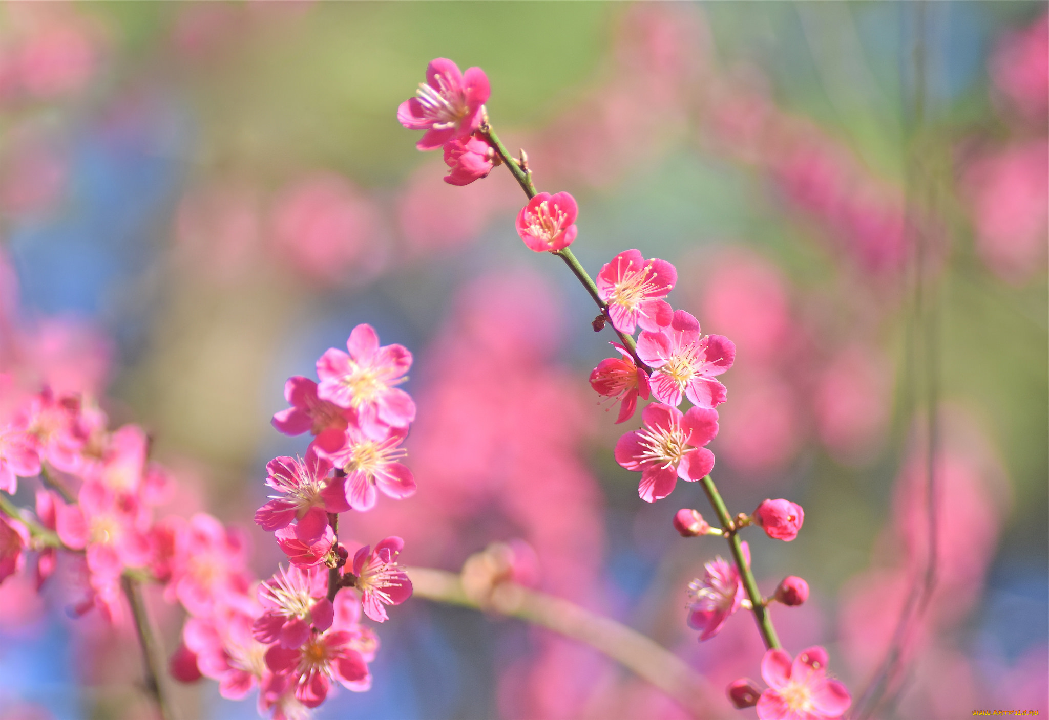 цветы, цветущие, деревья, , , кустарники, нежность, размытость, макро, веточка