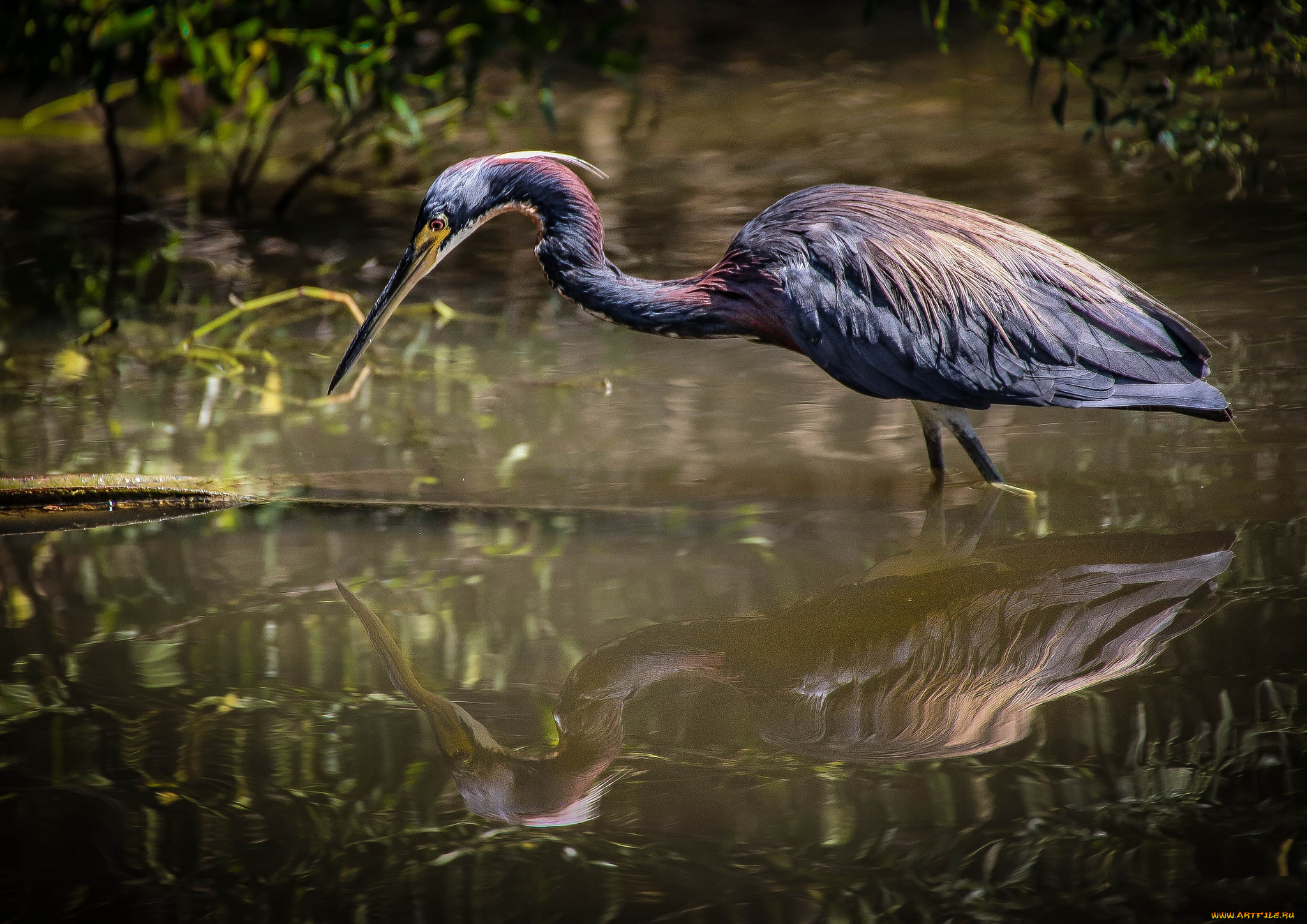 животные, цапли, , выпи, цапля