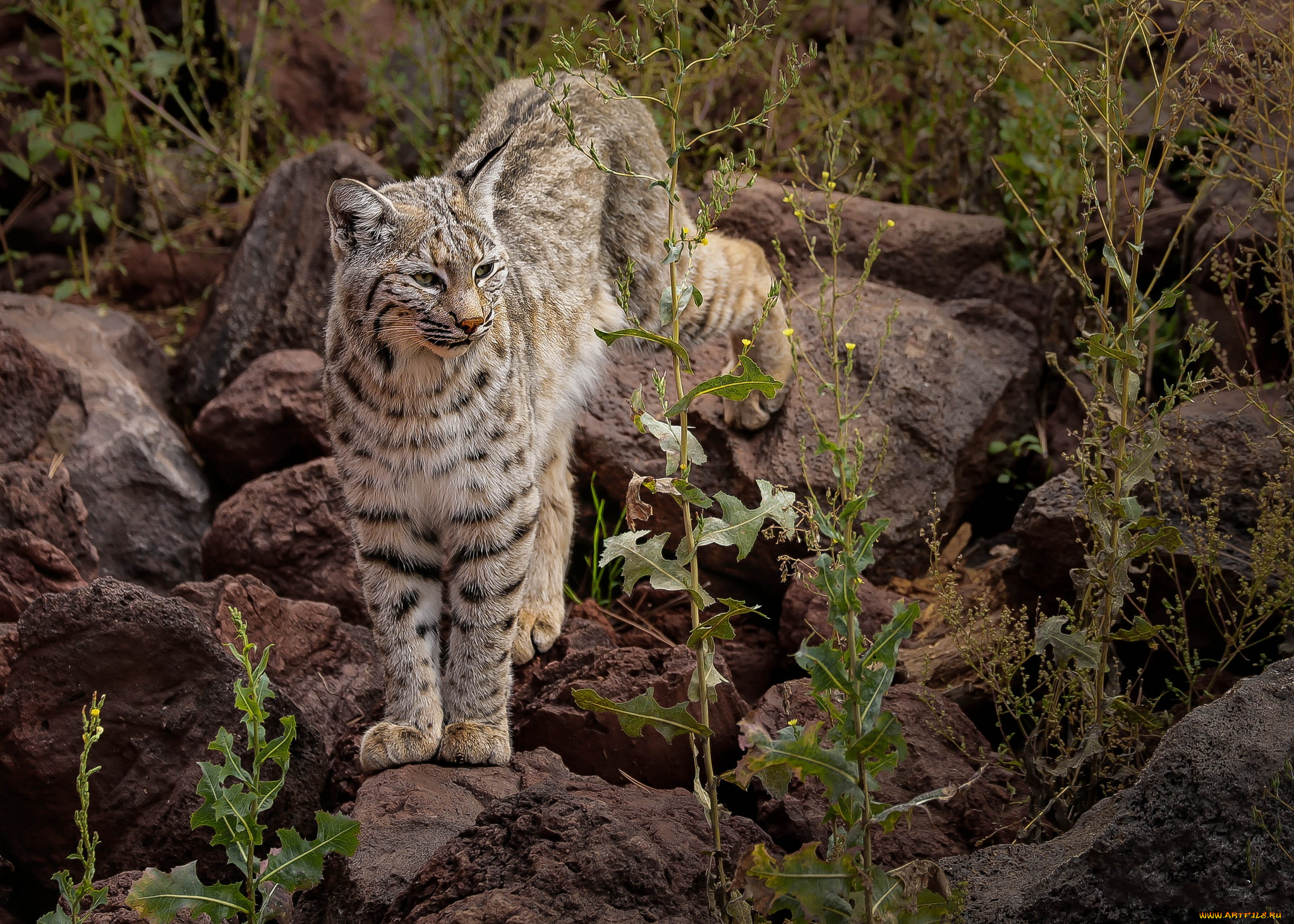 животные, рыси, рысь