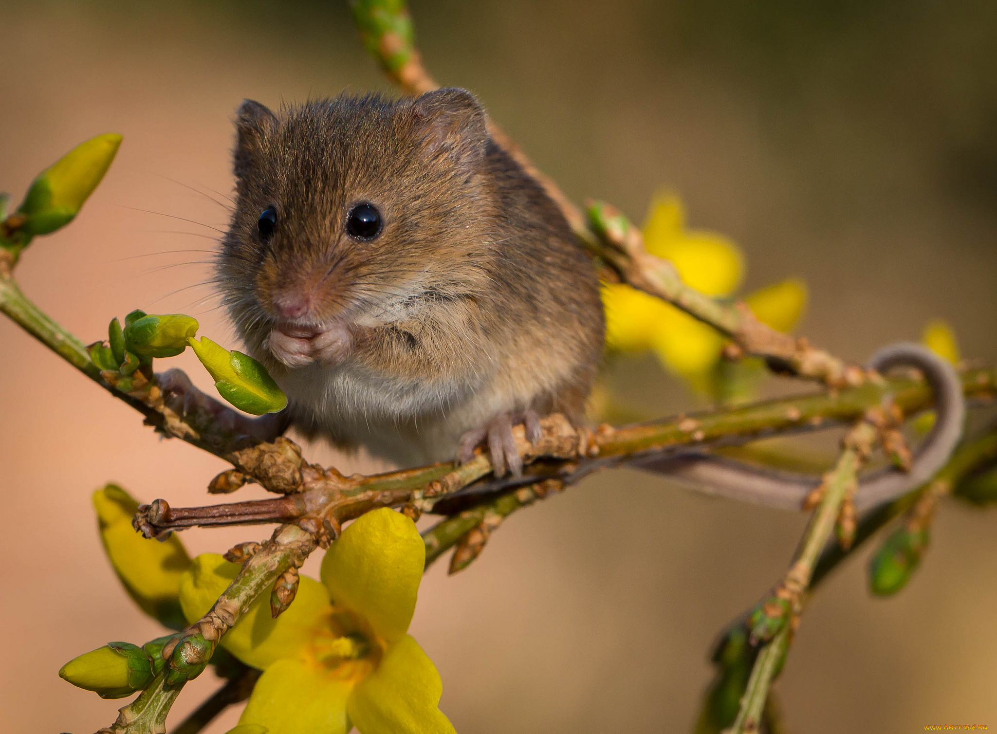 животные, крысы, , мыши, мышка