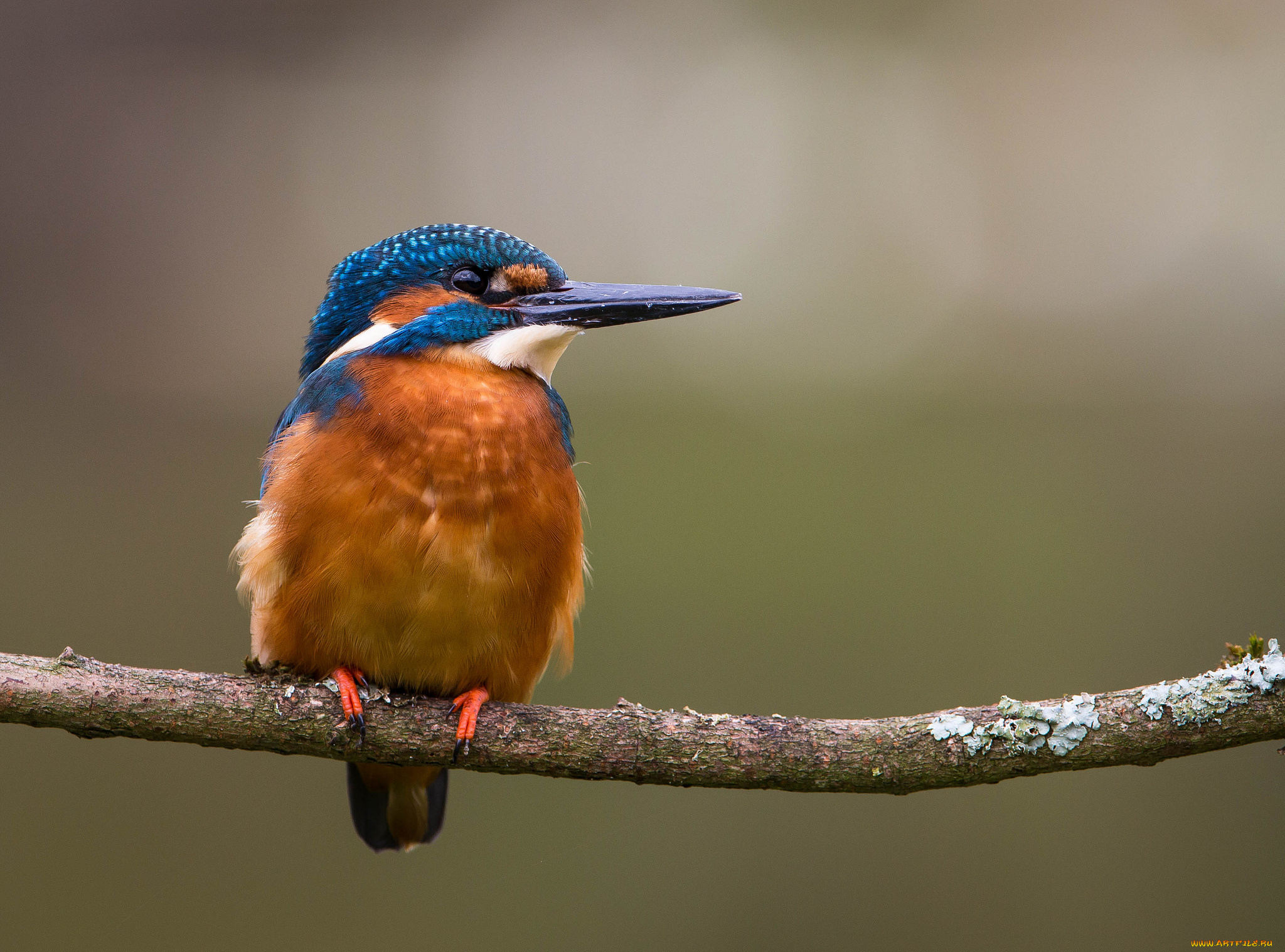 животные, зимородки, рыболов