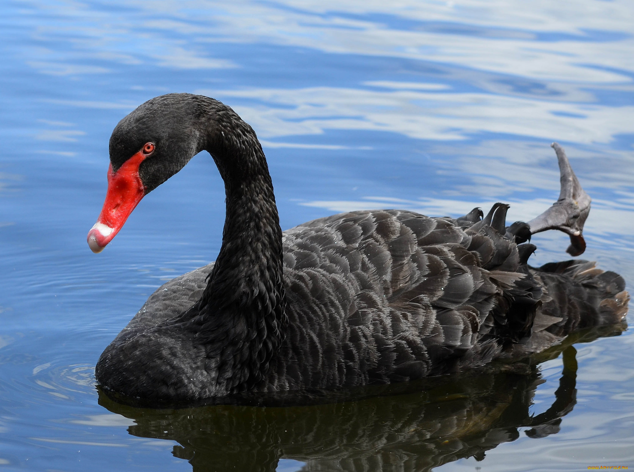 животные, лебеди, лебедь, черный
